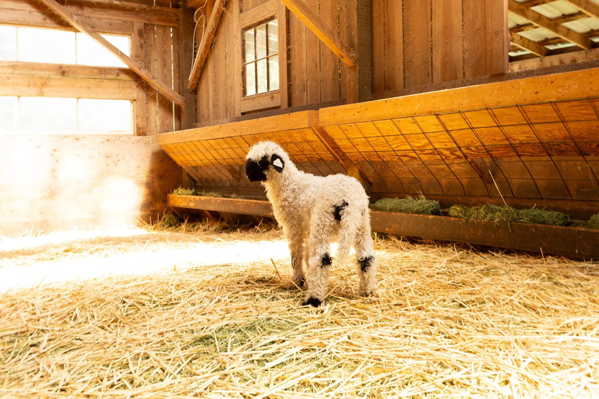 870_Fleur_Ewe-Lamb_PV_2026-9.jpg