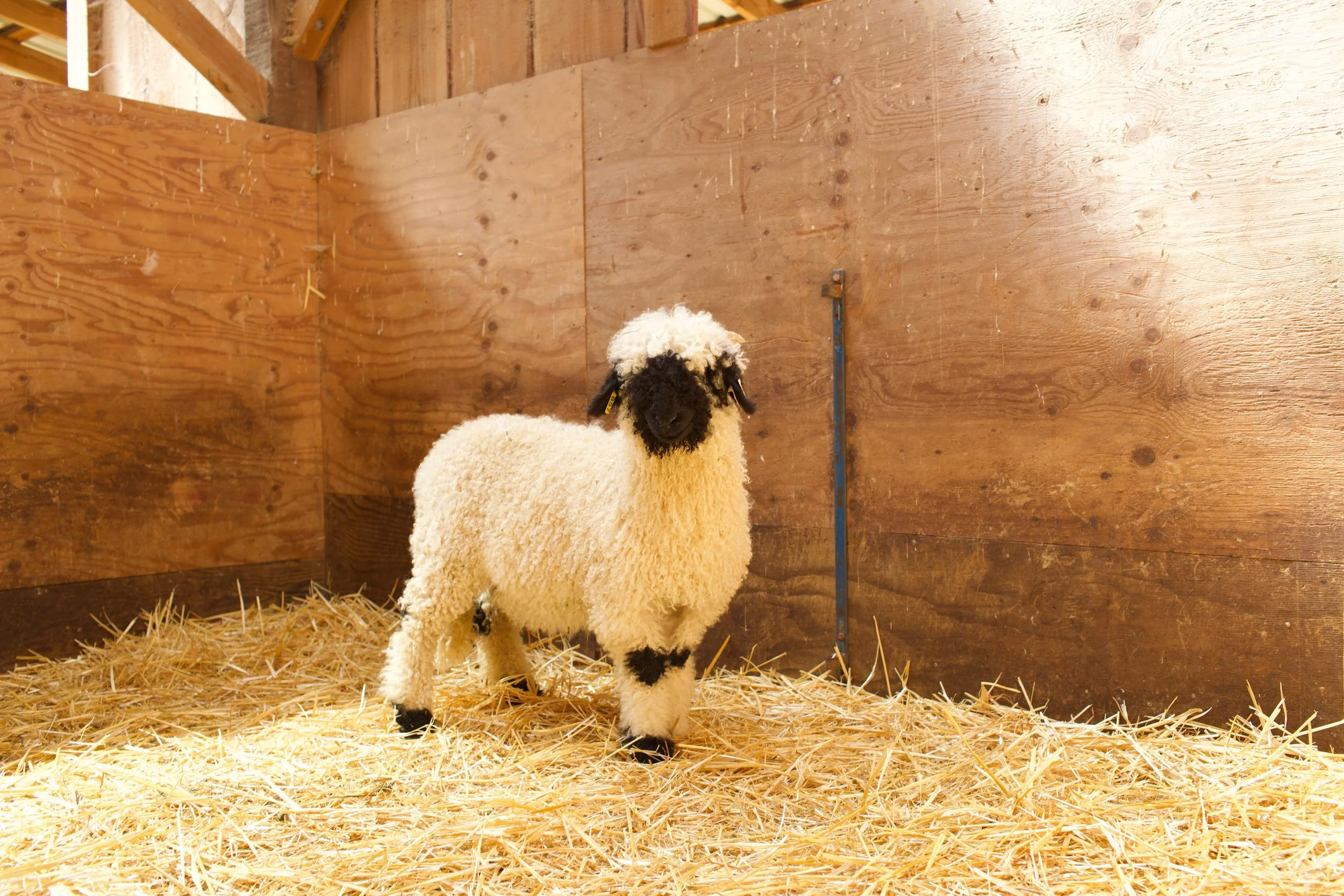 0658-857_PV_Ewe-lamb_4.jpeg