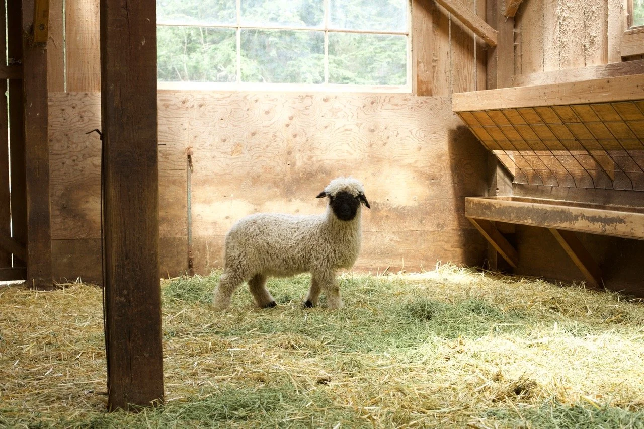 6_0476_829  _Demelza_Ewe_PV_4.jpeg