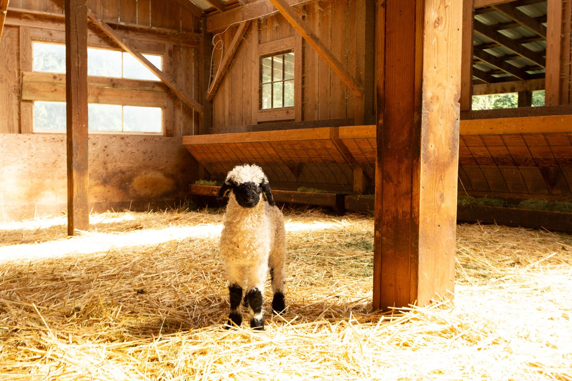 877_Flossy_Ewe-Lamb_PV_2026-2.jpg