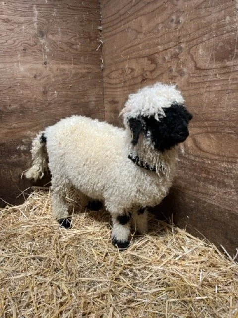 IMG_1472 Medium.jpeg