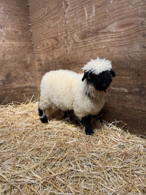 IMG_1448 Medium.jpeg