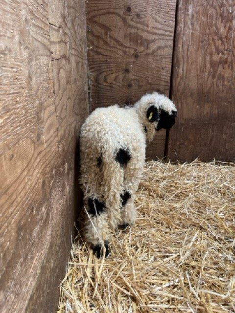 IMG_1478 Medium.jpeg