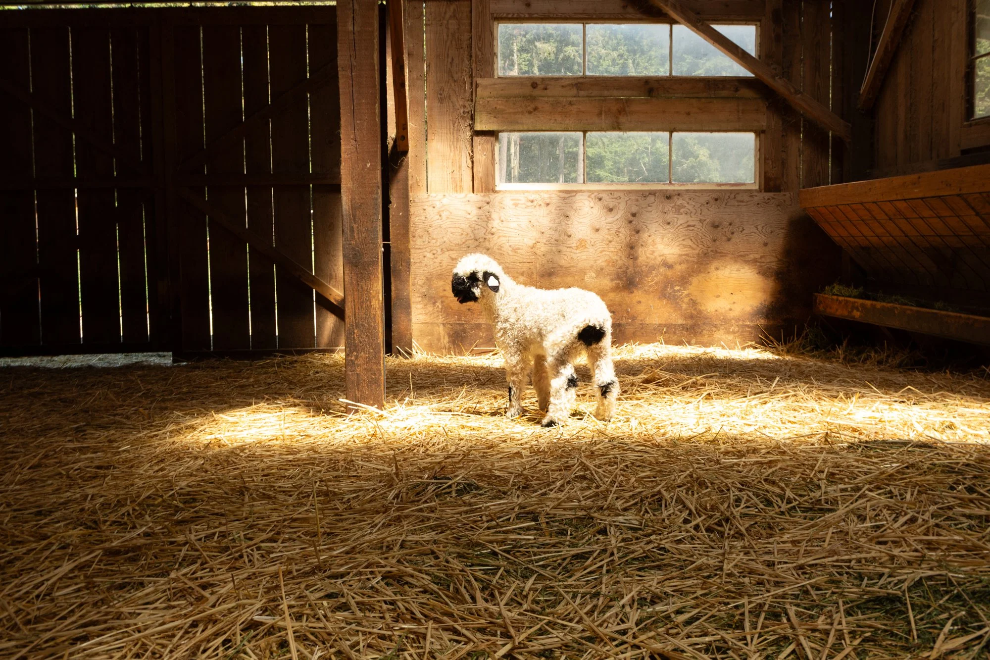 870_Fleur_Ewe-Lamb_PV_2026-5.jpg
