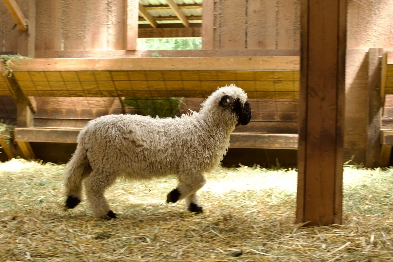 6_0476_829  _Demelza_Ewe_PV_8.jpeg