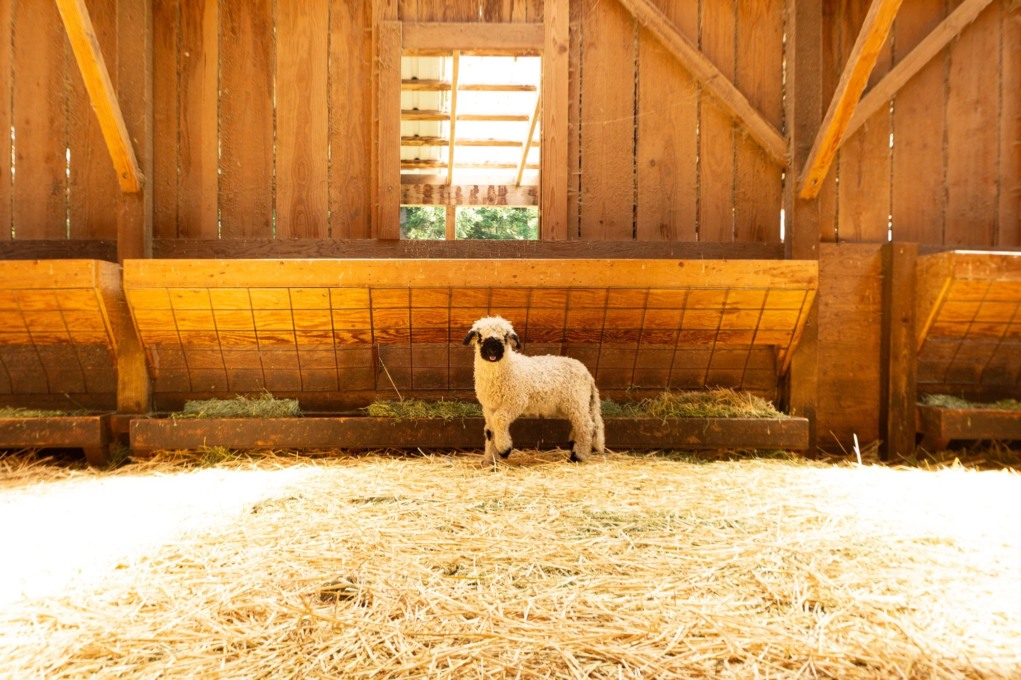 859_Franz_Wether-Lamb_PV_2026-4.jpg