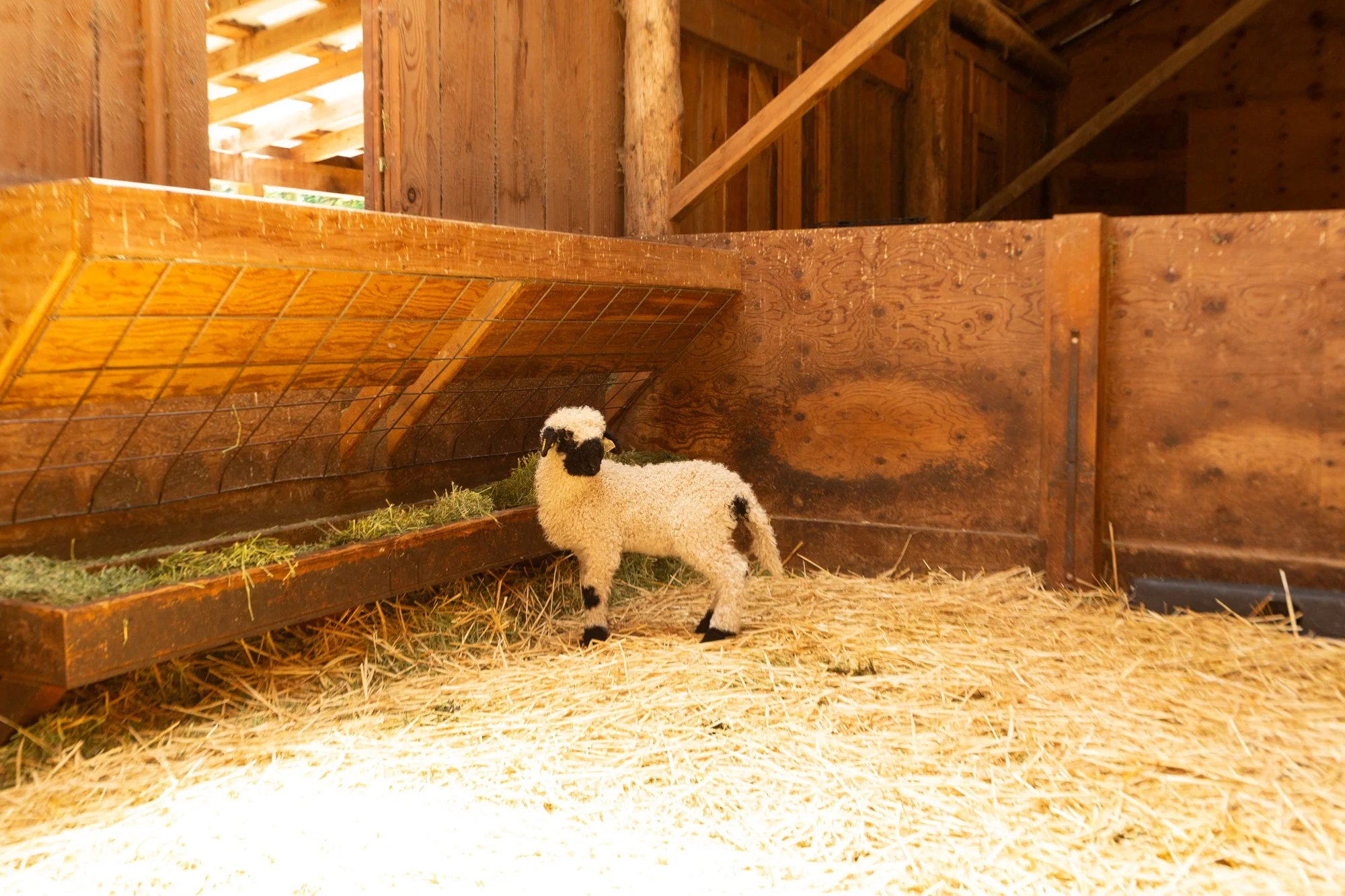 868_Flora_Ewe-Lamb_PV_2026-9.jpg