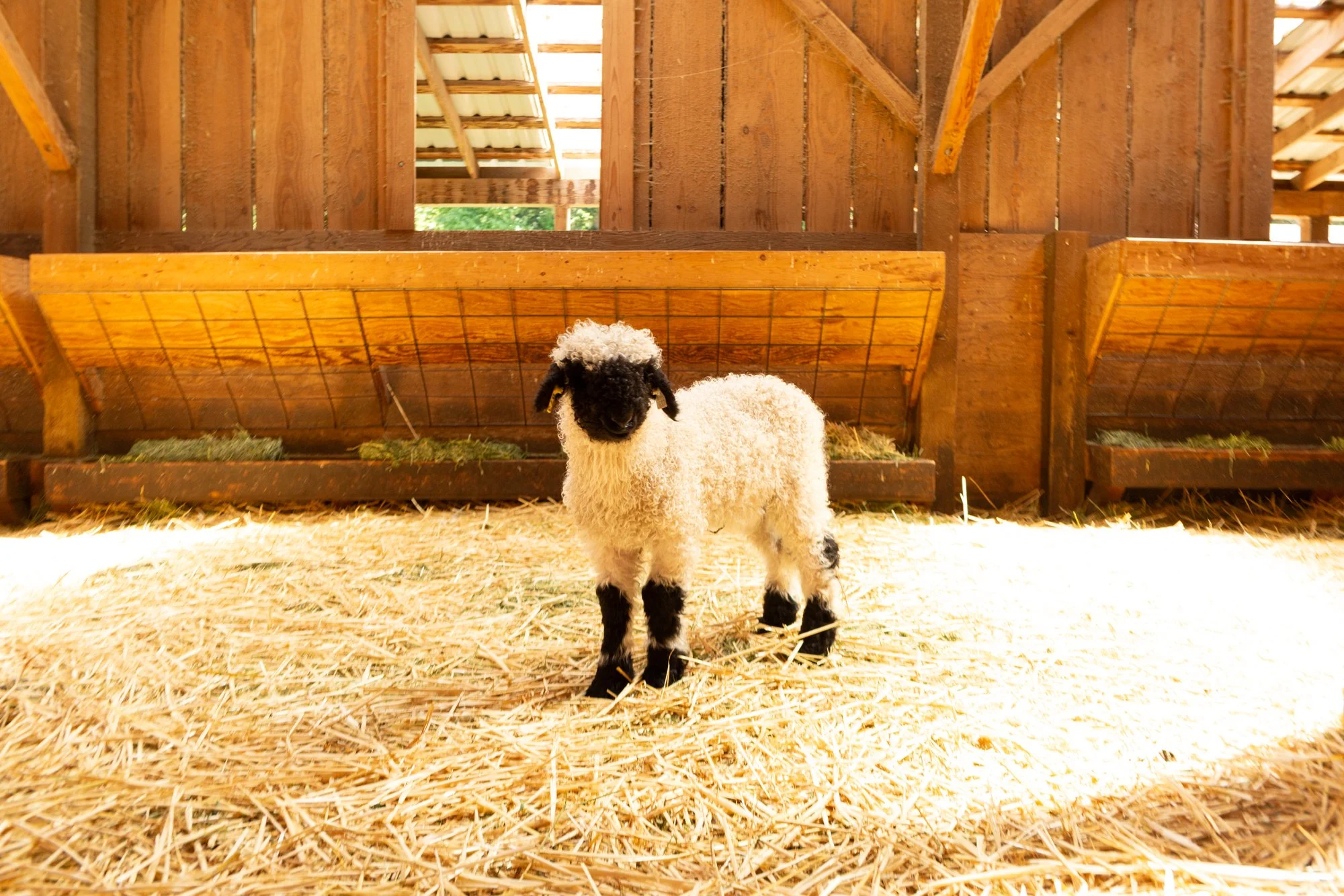 873_Fuschia_Ewe-Lamb_PV_2026-5.jpg