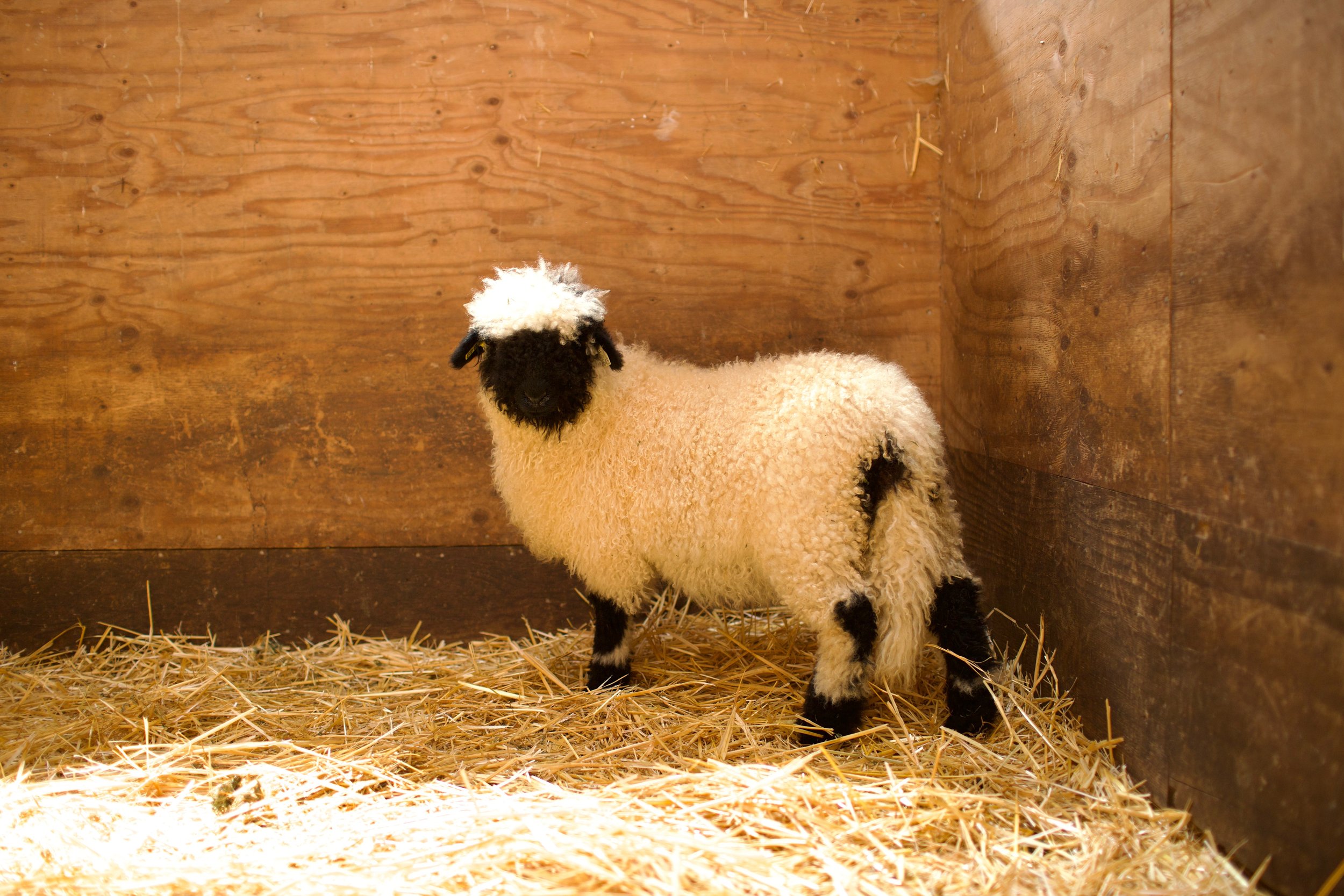 0645-849_PV_Ewe-lamb_3.jpeg