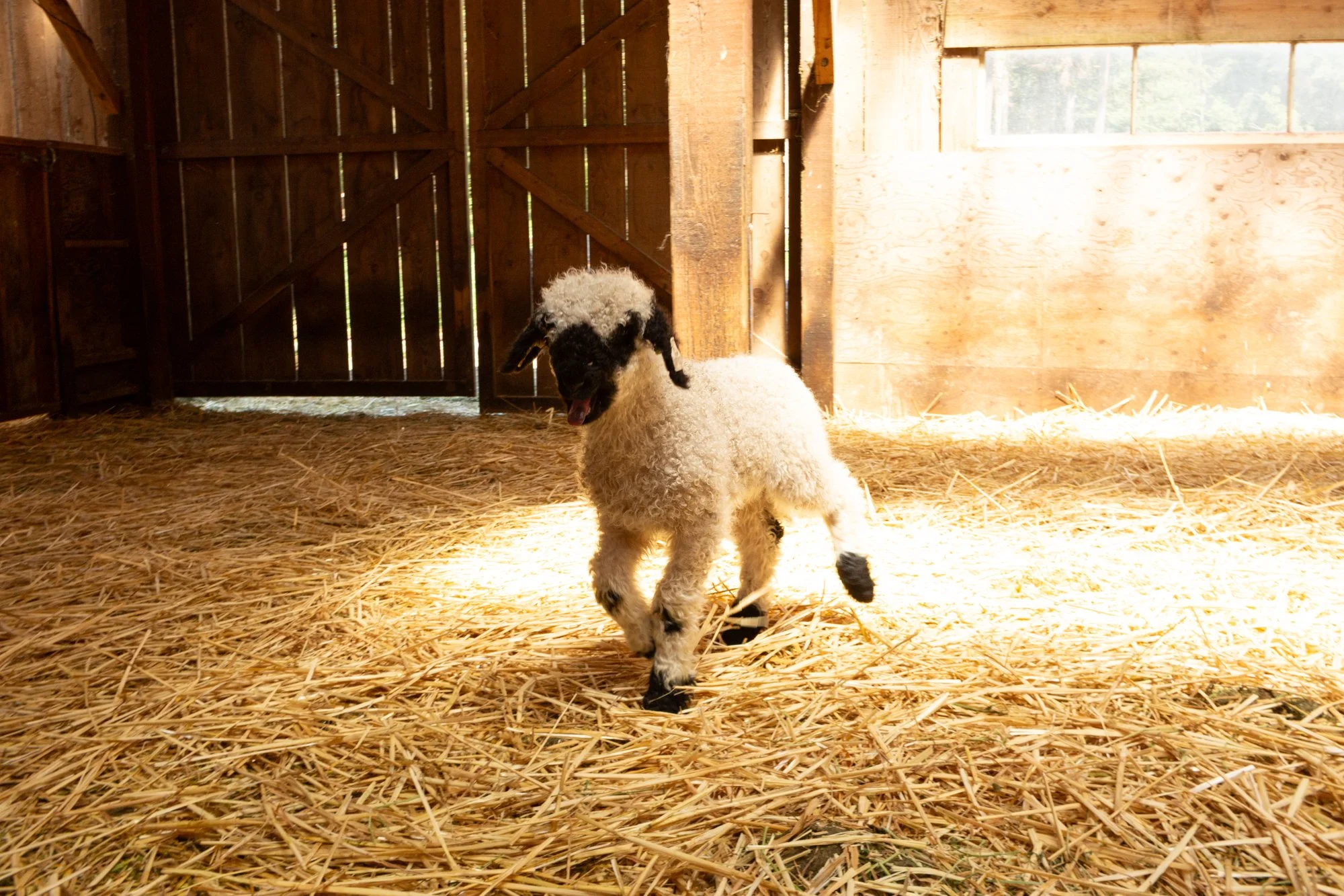 875_Fanny_Ewe-Lamb_PV_2026-9.jpg
