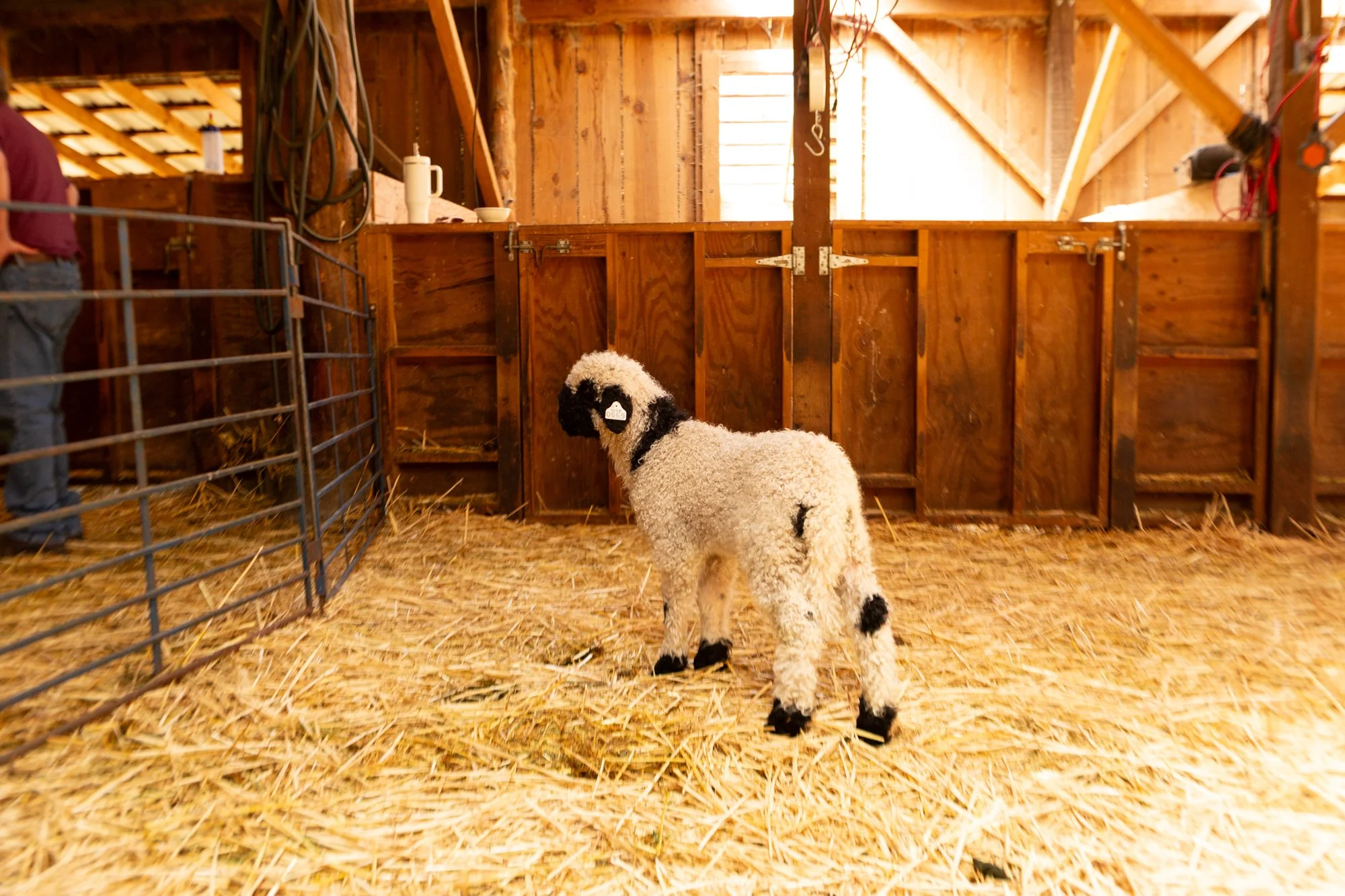 867_Fresia_Ewe-Lamb_PV_2026-8.jpg