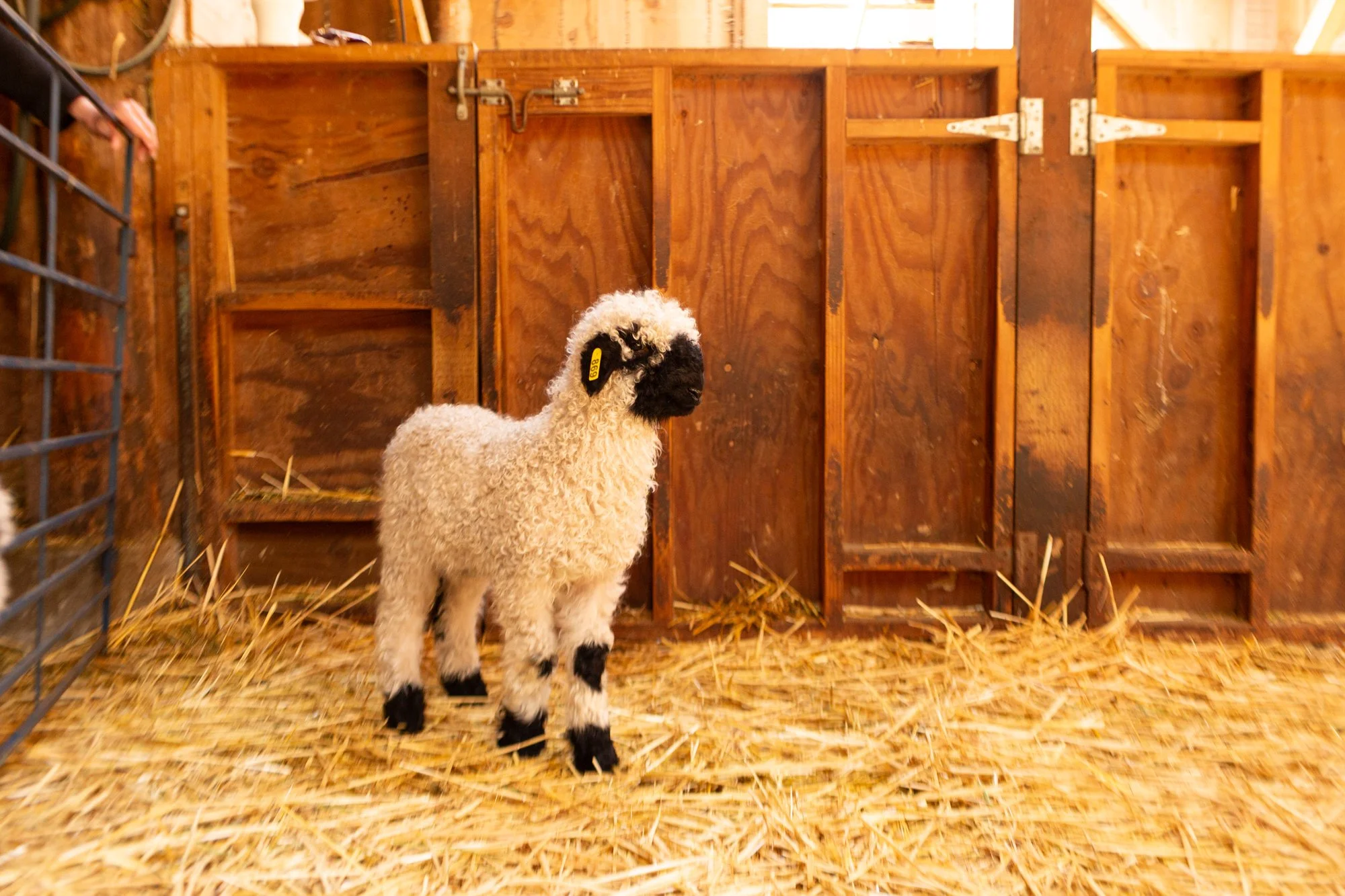 869_Francesca_Ewe-Lamb_PV_2026-5.jpg