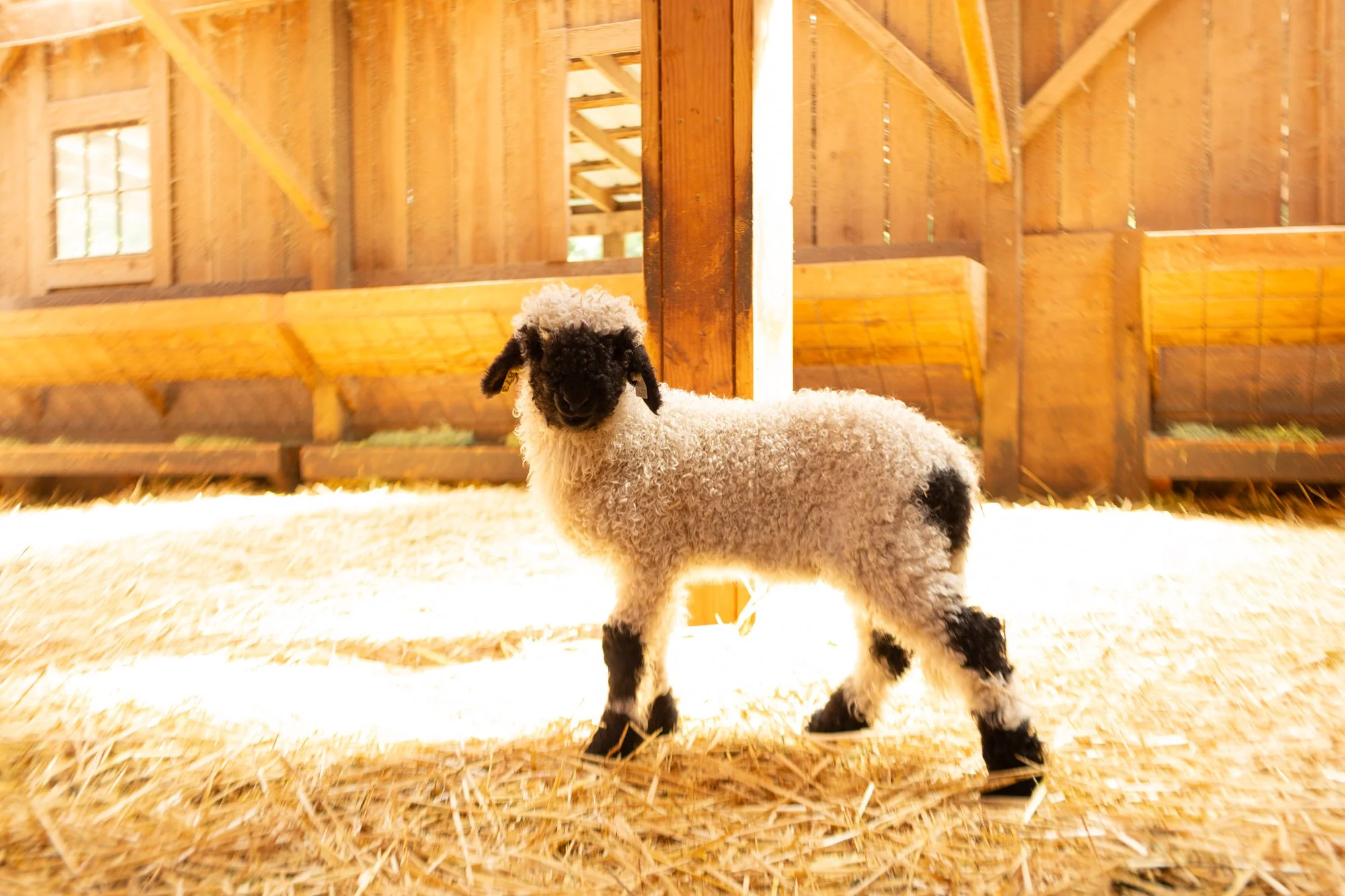 873_Fuschia_Ewe-Lamb_PV_2026-2.jpg