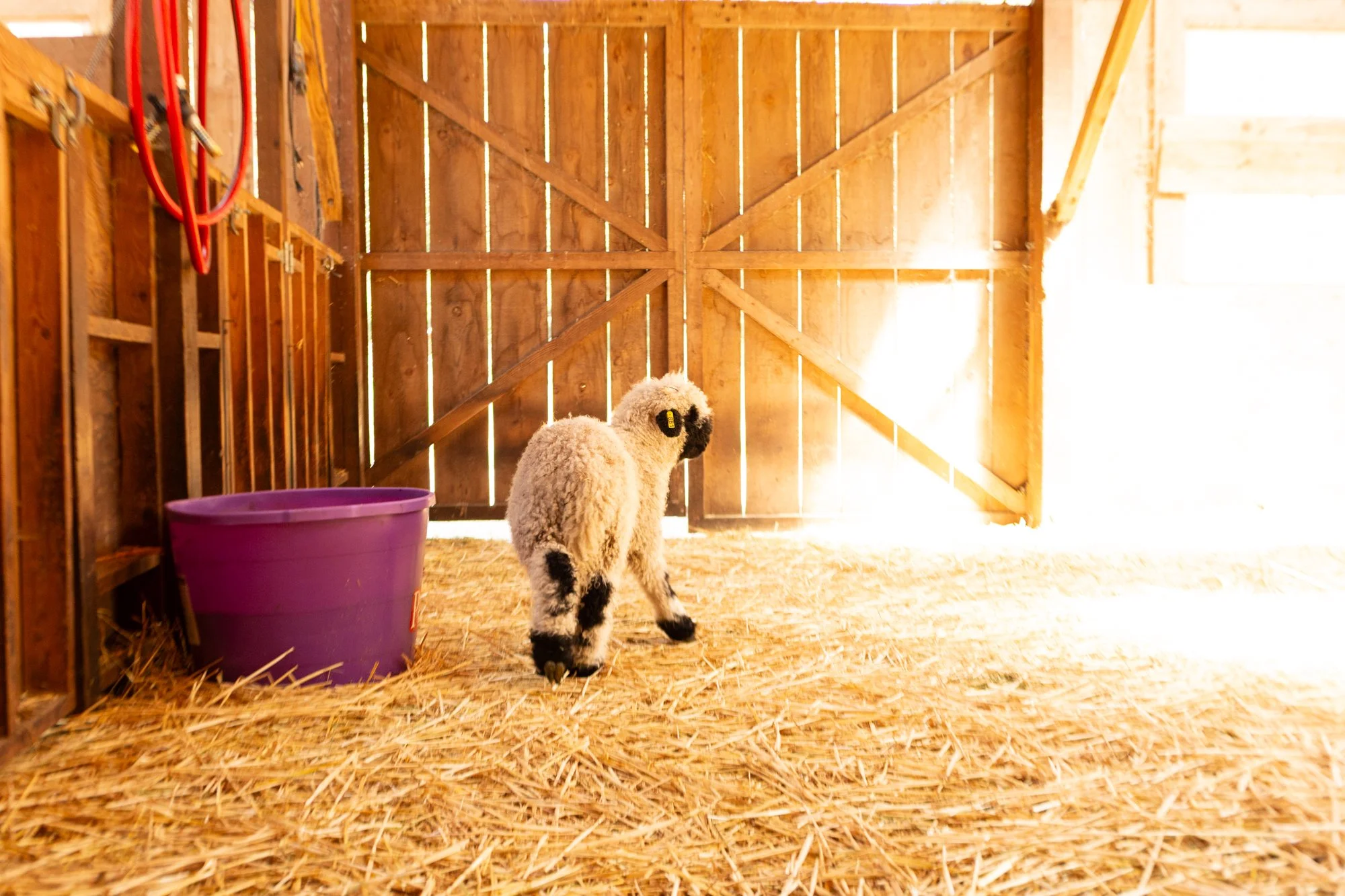 861_Finn_Ram-Lamb_Pure-Valais_2026-6.jpg