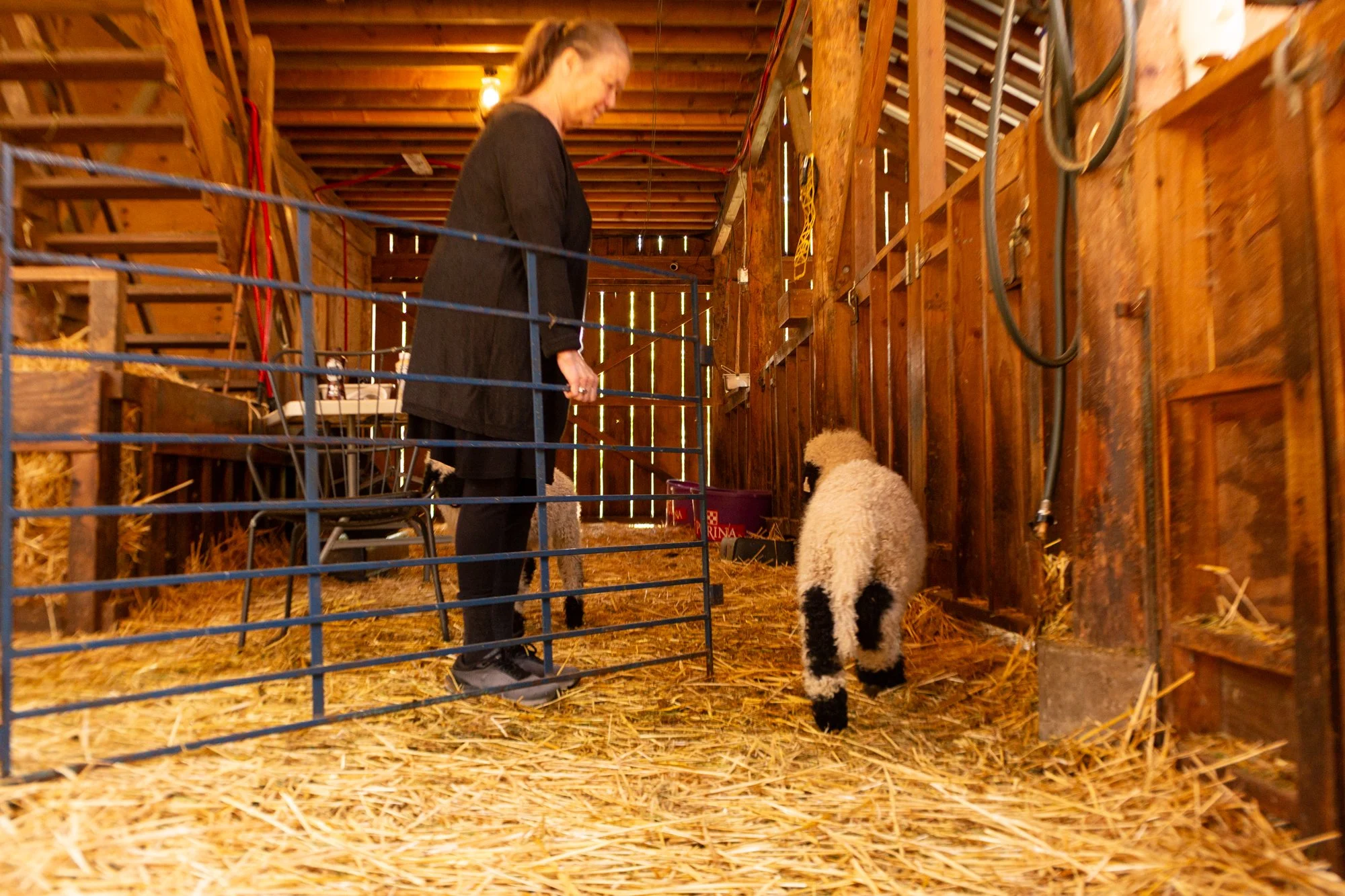 874_Falstaff_Ram-Lamb_PV_2026-8.jpg