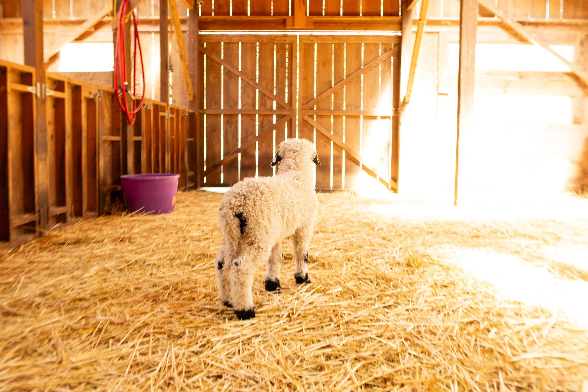 868_Flora_Ewe-Lamb_PV_2026-2.jpg