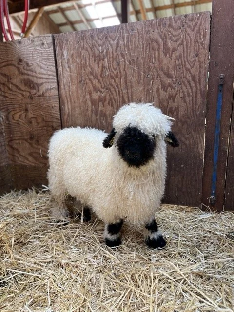 IMG_1335 Medium.jpeg