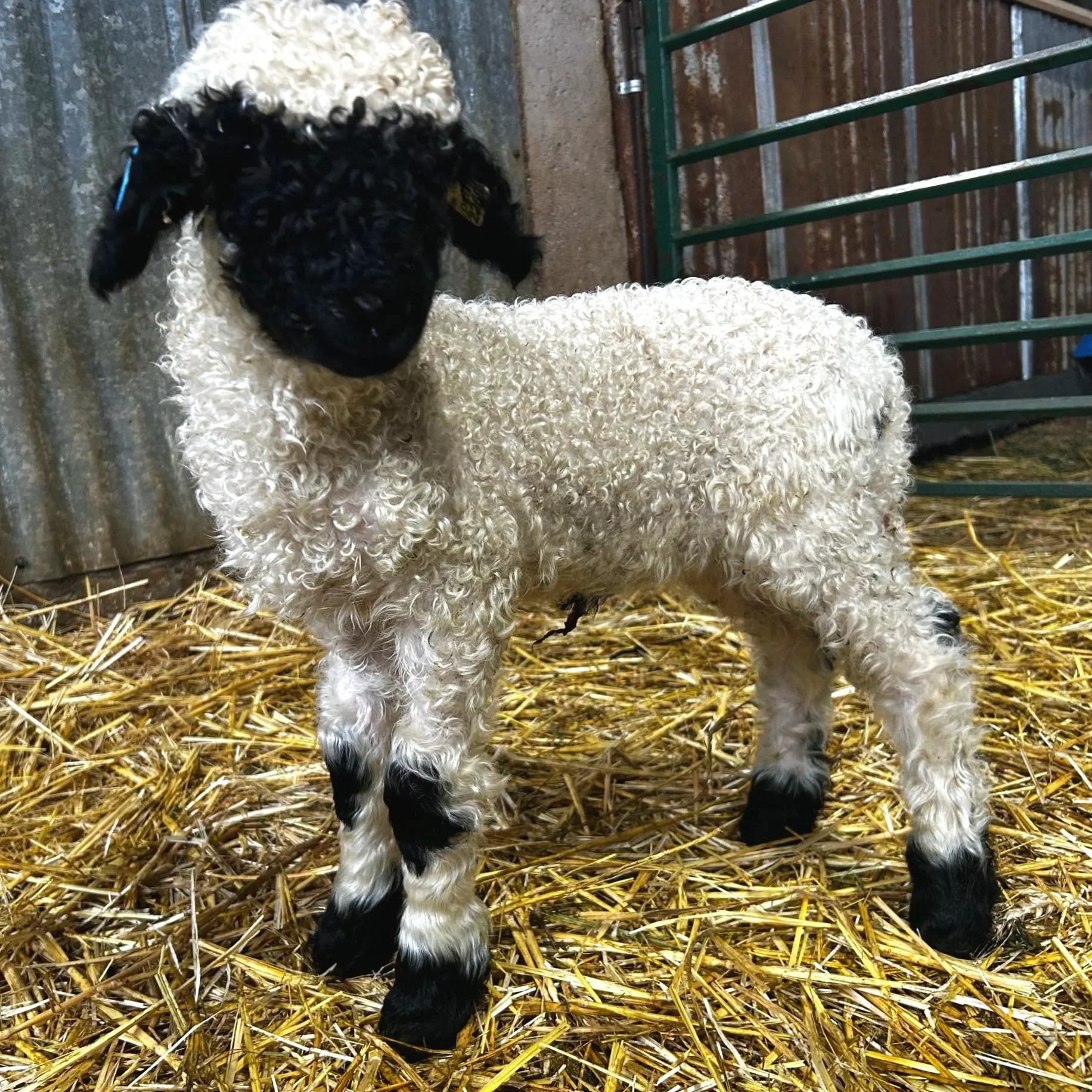 PV 2269-991 - Ewe, 2025