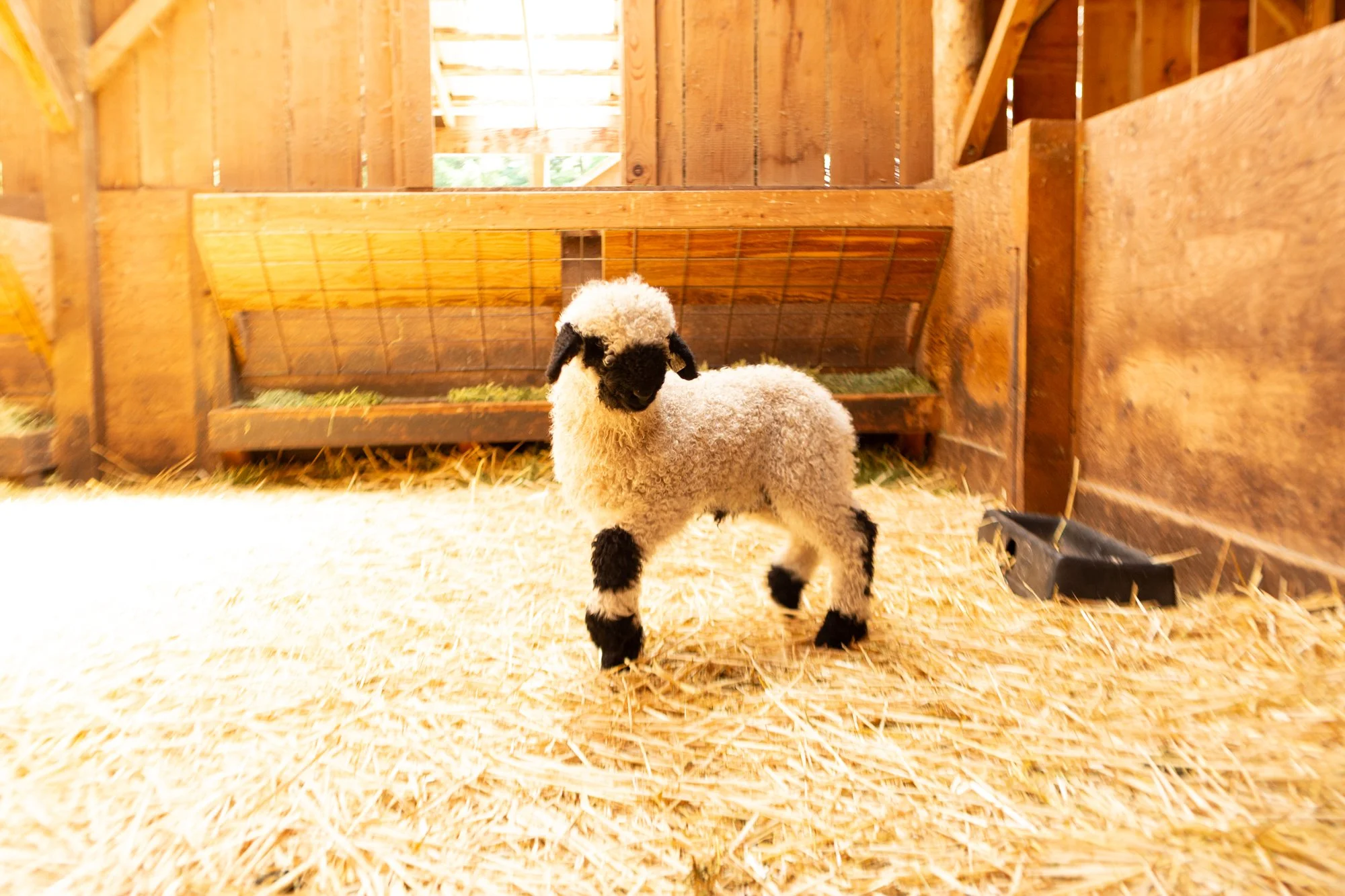 874_Falstaff_Ram-Lamb_PV_2026-2.jpg
