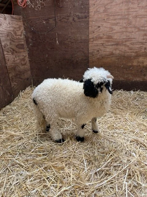 IMG_1481 Medium.jpeg