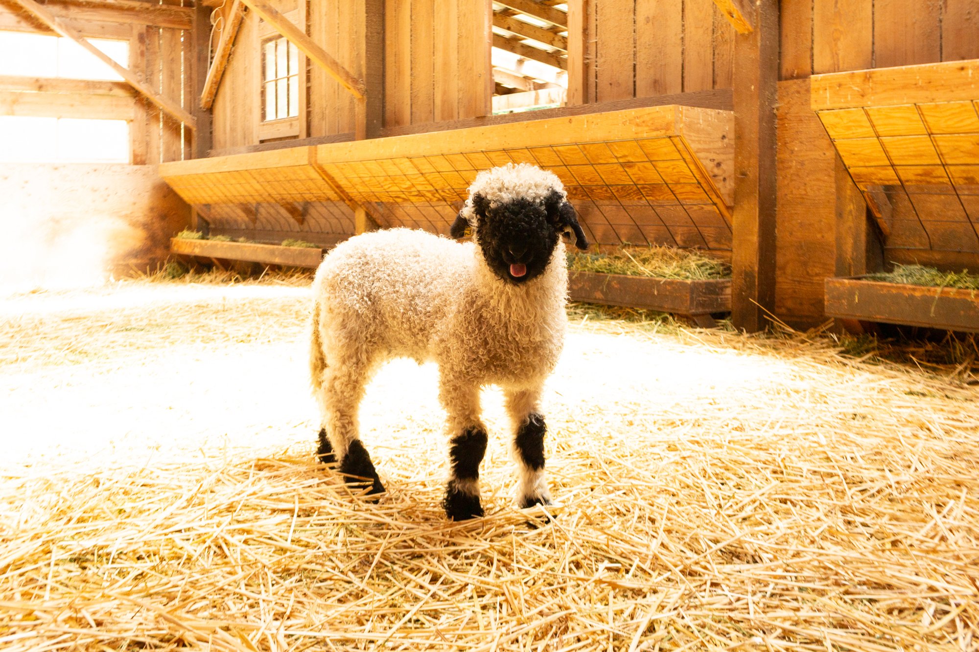 877_Forrest_Ram-Lamb_PV_2026-7.jpg
