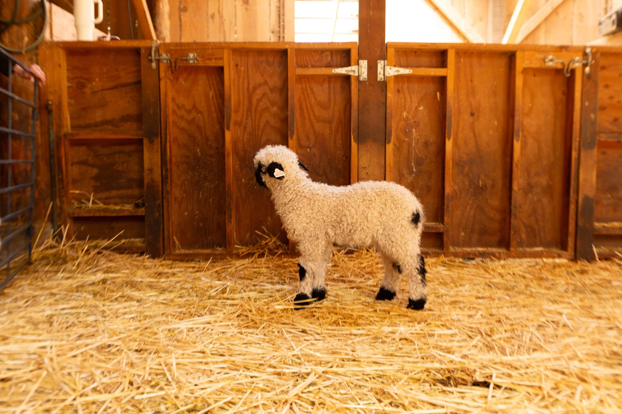 869_Francesca_Ewe-Lamb_PV_2026-7.jpg
