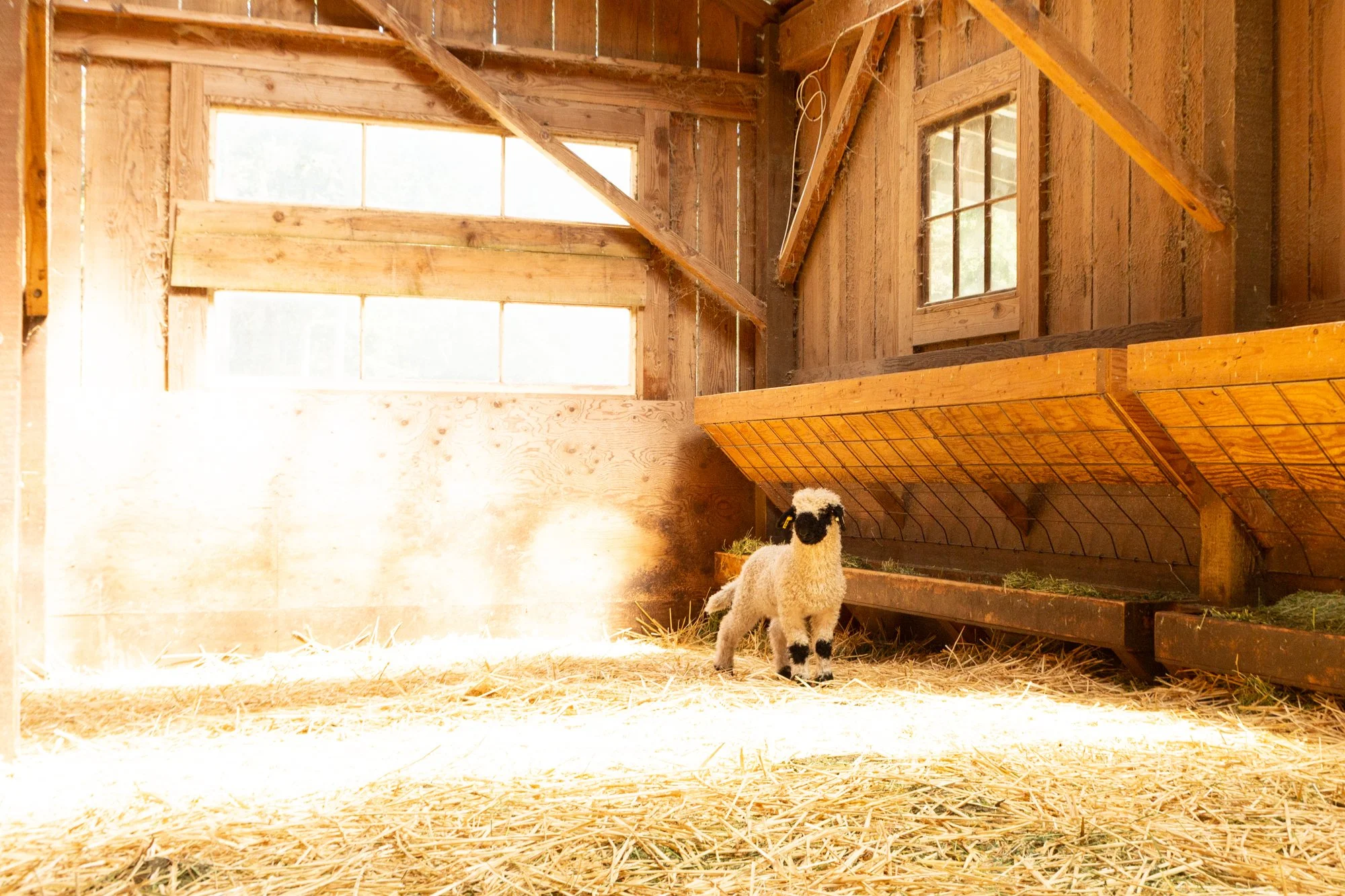 868_Flora_Ewe-Lamb_PV_2026-5.jpg