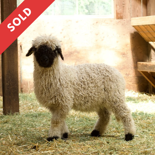 PV Demelza 0476-829 - Ewe, 2024