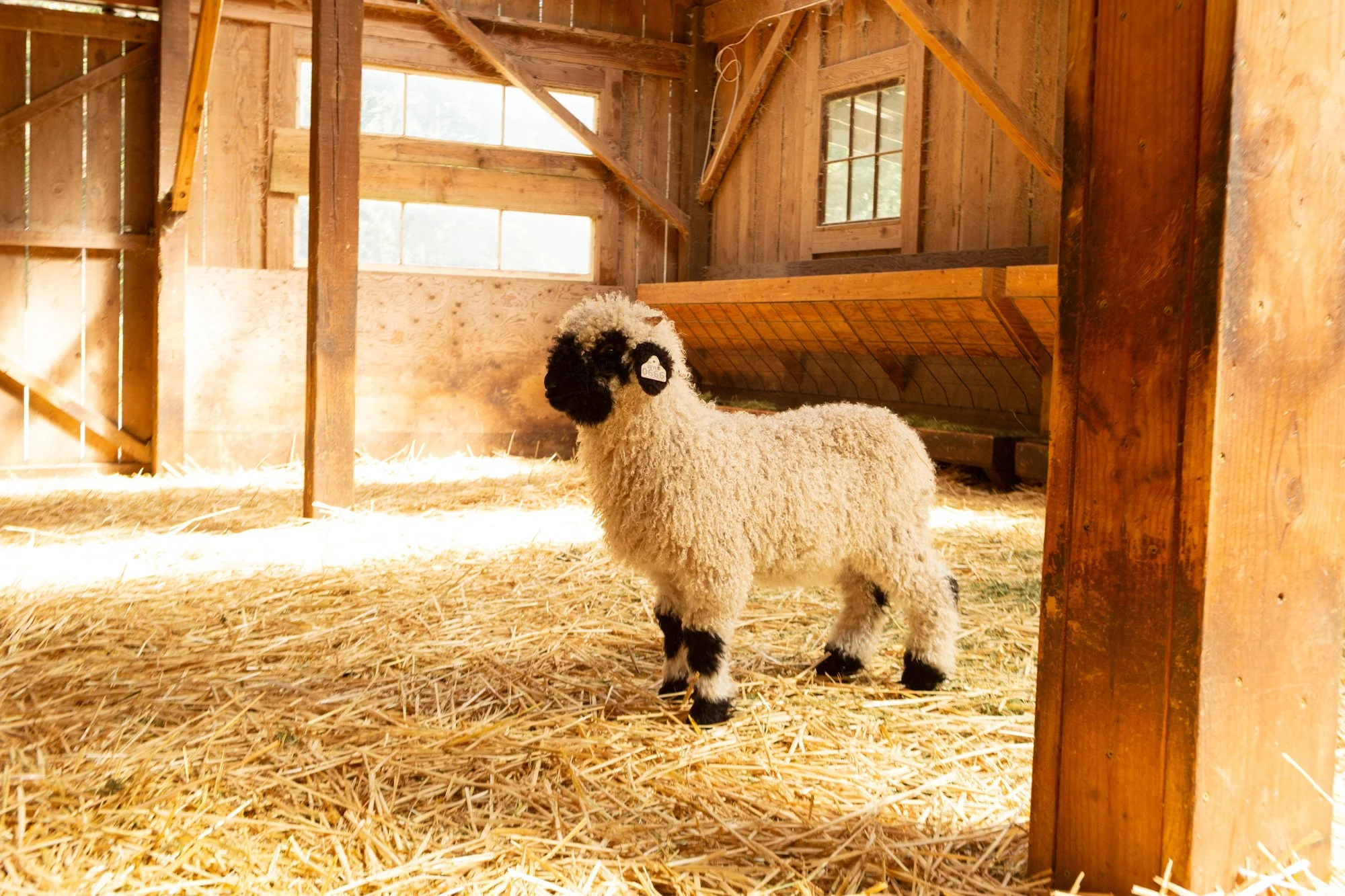 860_Felicia_Ewe-Lamb_Pure-Valais_2026-6.jpg