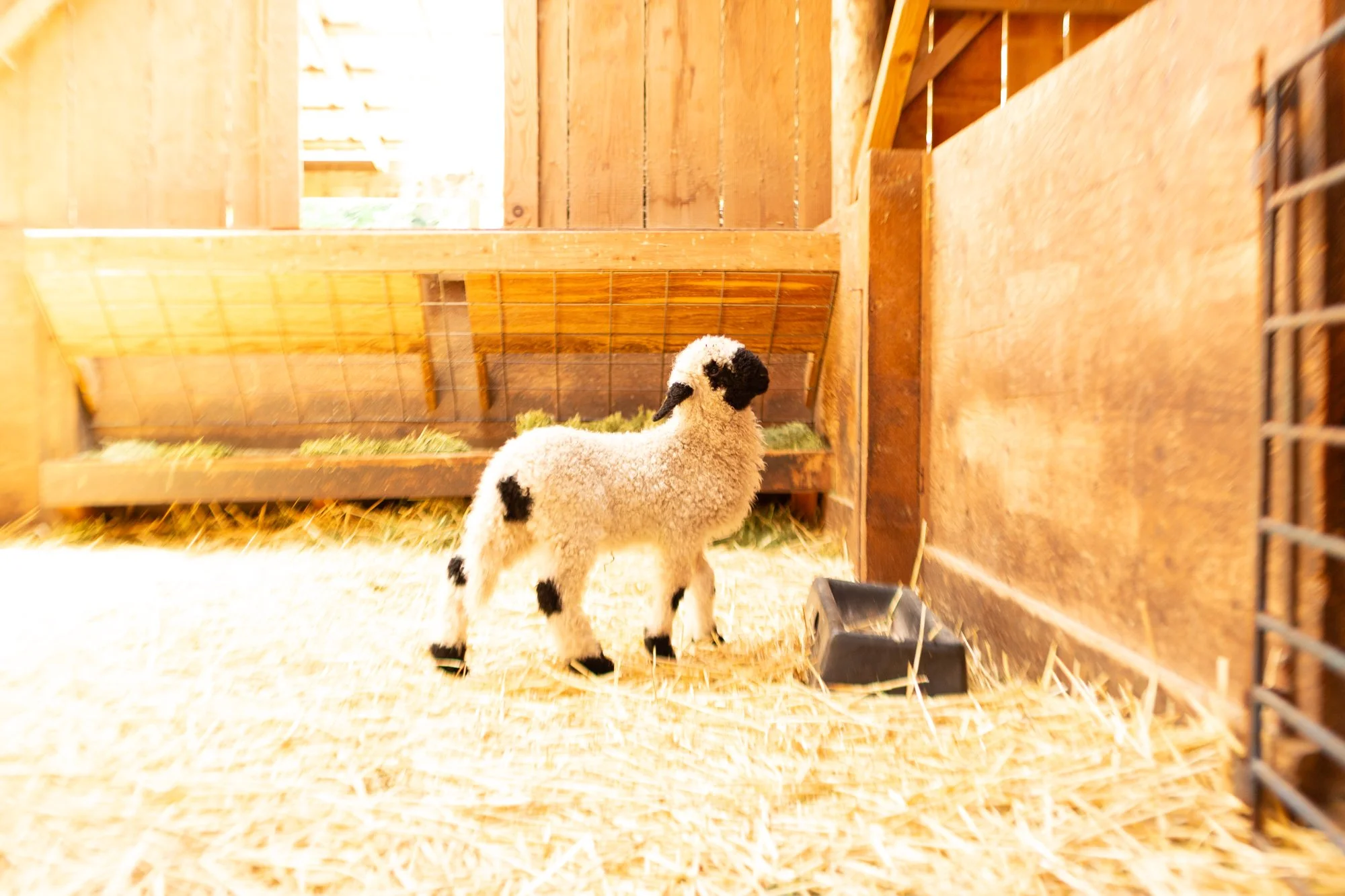 866_Freya_Ewe-Lamb_PV_2026-2.jpg