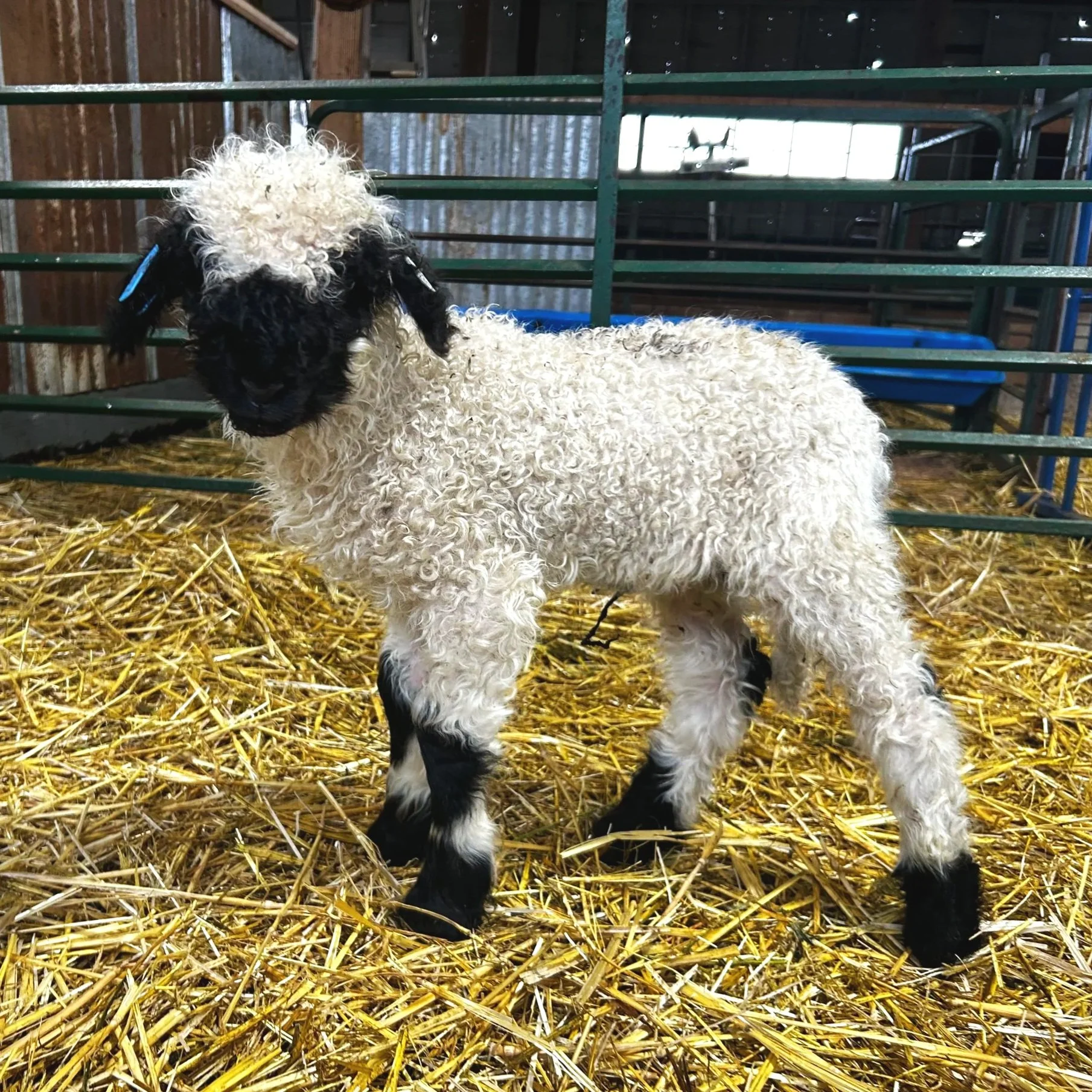 PV 2285-1007 - Ewe, 2025
