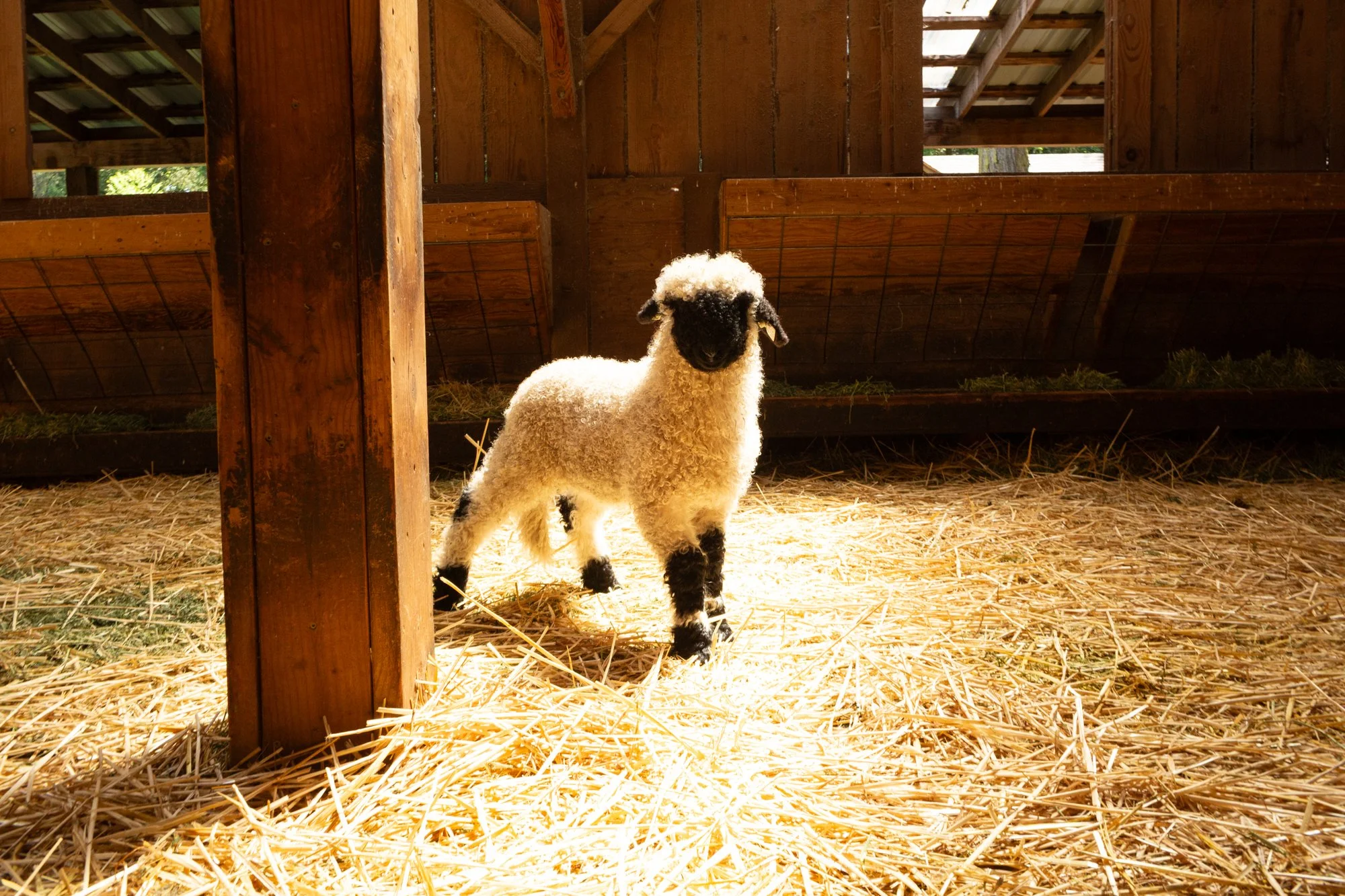 871_Frida_Ewe-Lamb_PV_2026-3.jpg