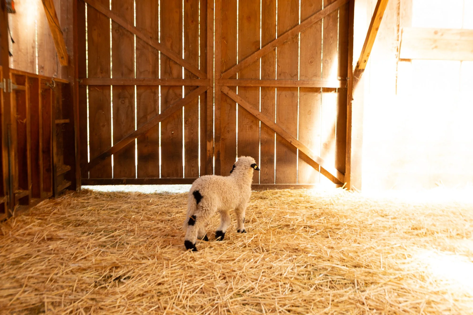 866_Freya_Ewe-Lamb_PV_2026-9.jpg
