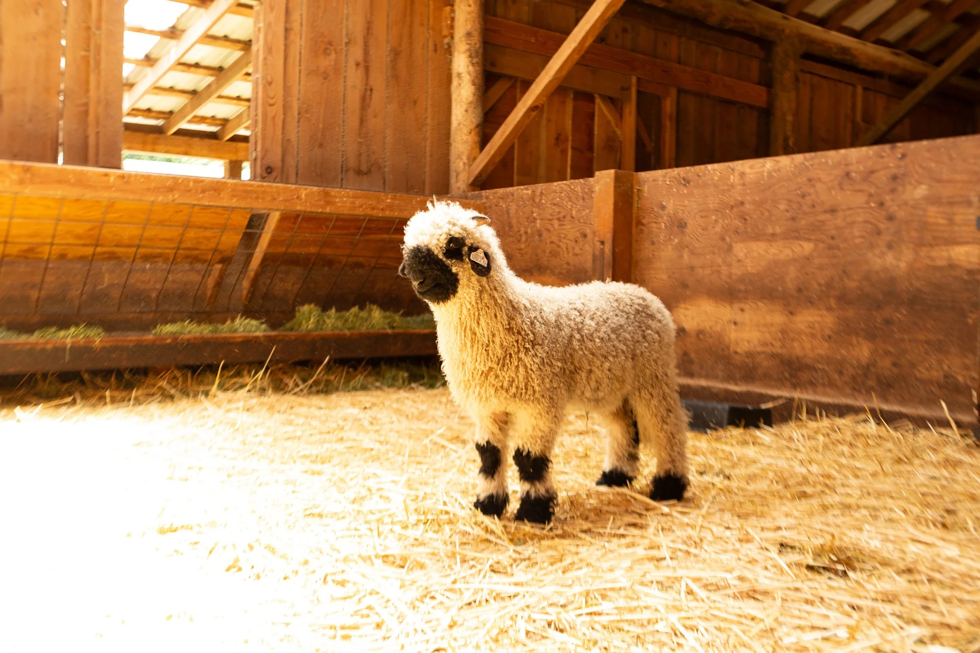 861_Finn_Ram-Lamb_Pure-Valais_2026-8.jpg