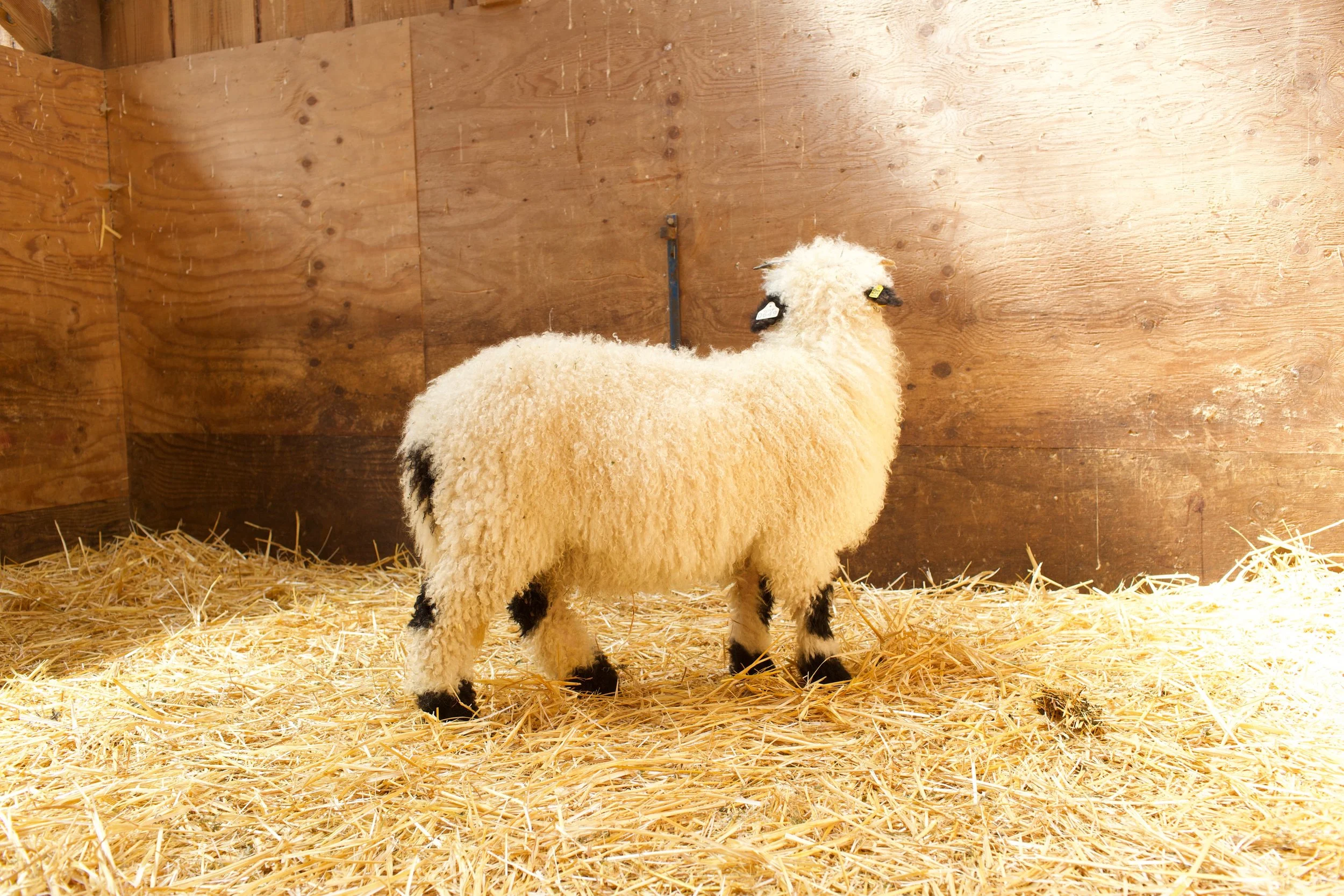 851_PV_Ewe-lamb_6.jpeg