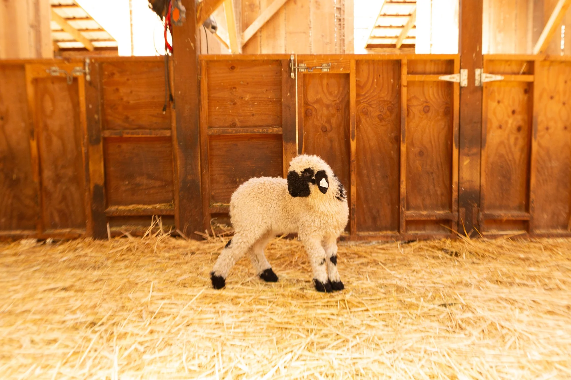 867_Fresia_Ewe-Lamb_PV_2026-6.jpg