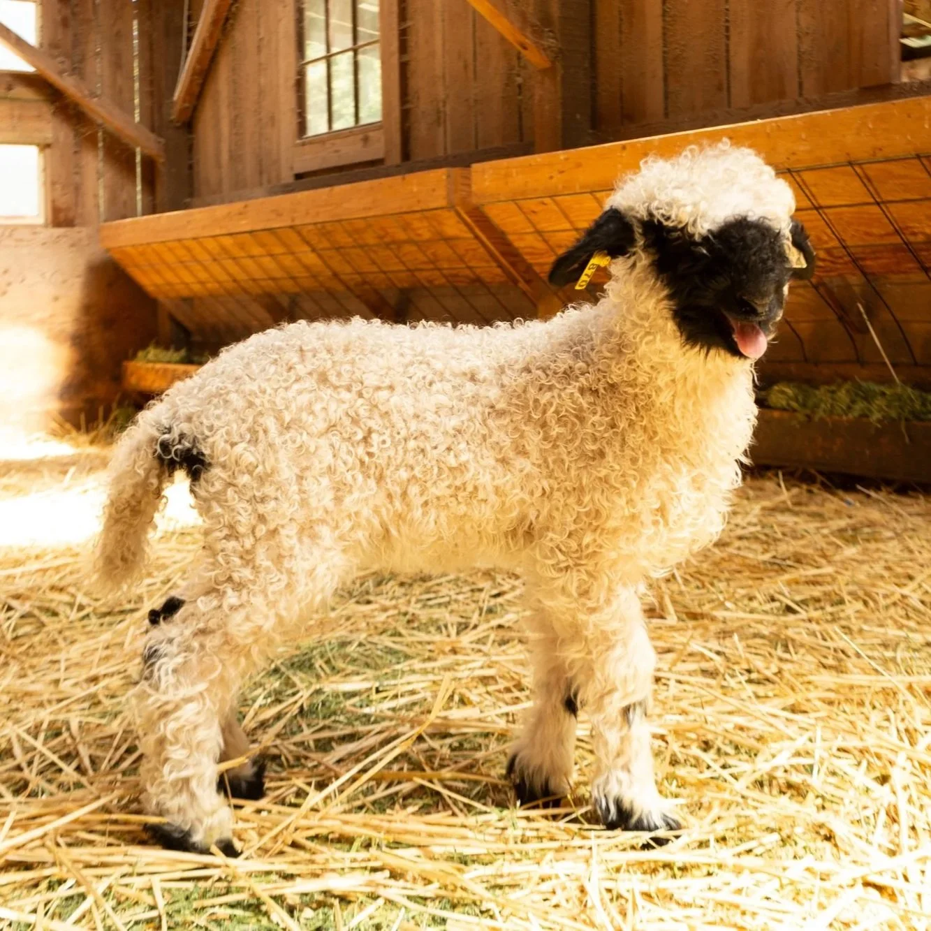 PV Fleur 870 - Ewe, 2026
