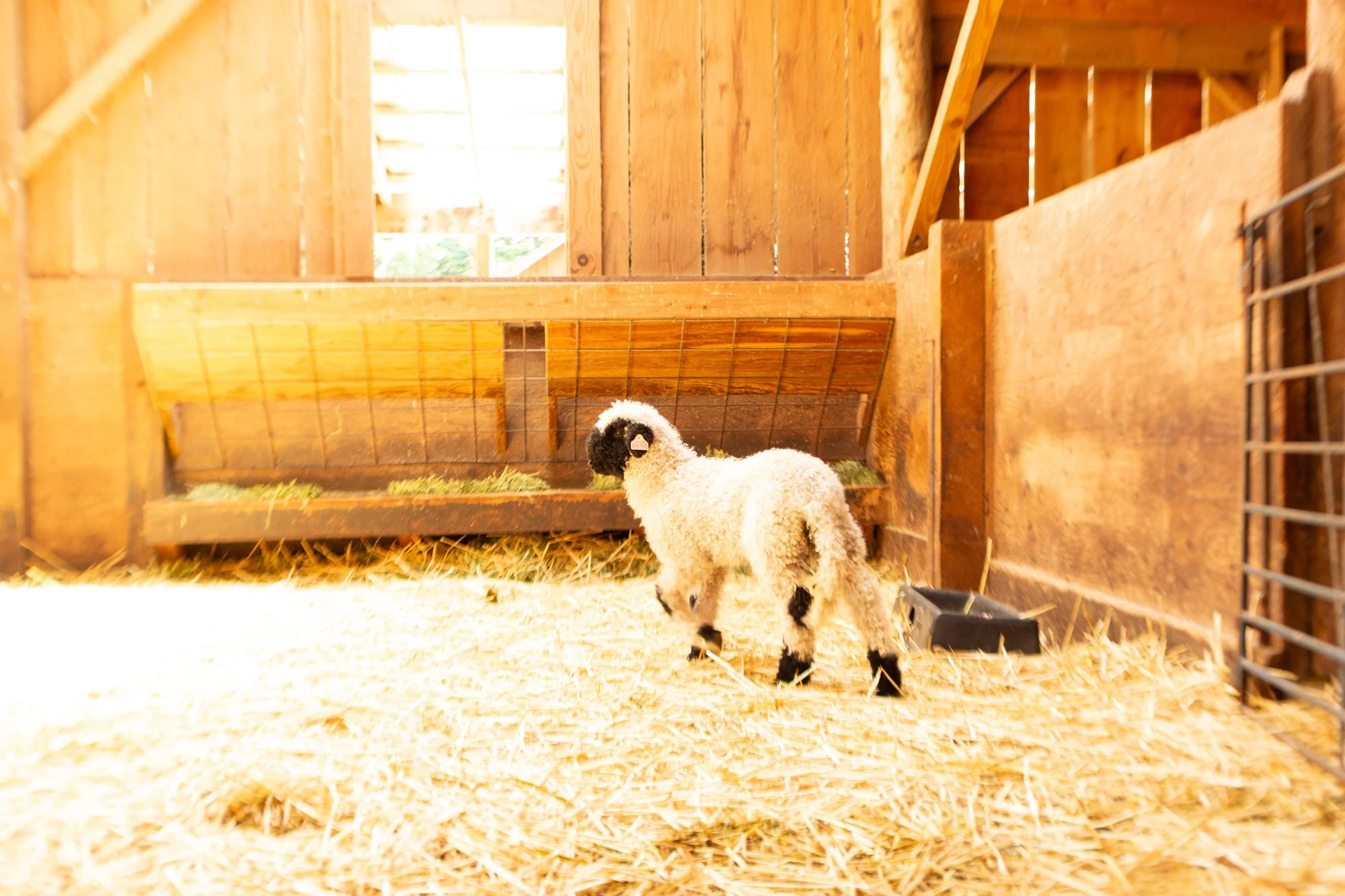 877_Forrest_Ram-Lamb_PV_2026-2.jpg