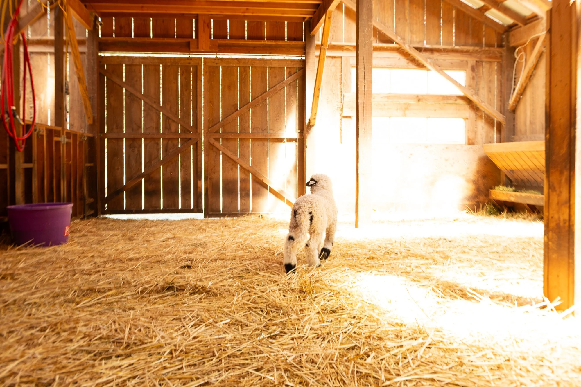 868_Flora_Ewe-Lamb_PV_2026-3.jpg