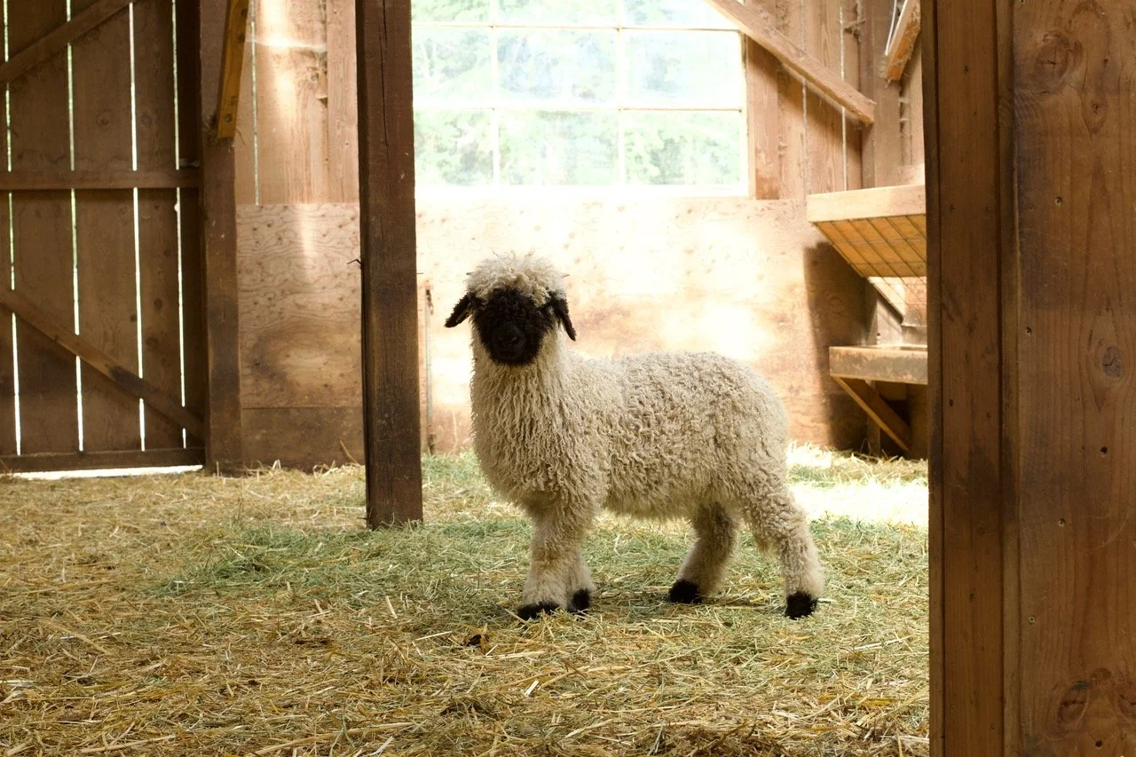 6_0476_829  _Demelza_Ewe_PV_1.jpeg