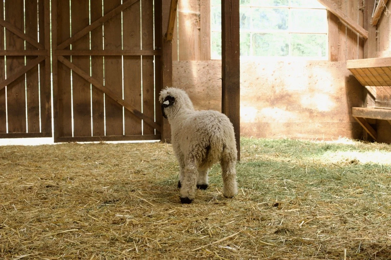 6_0476_829  _Demelza_Ewe_PV_6.jpeg