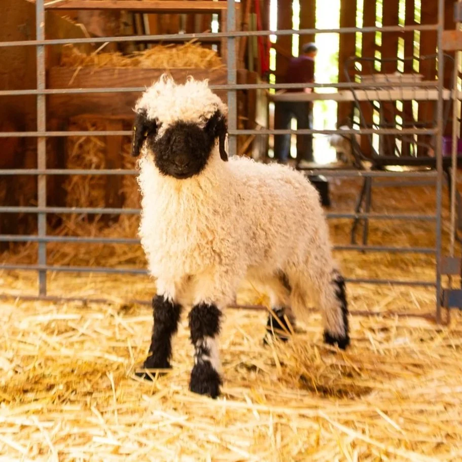 PV Florence 865 - Ewe, 2026
