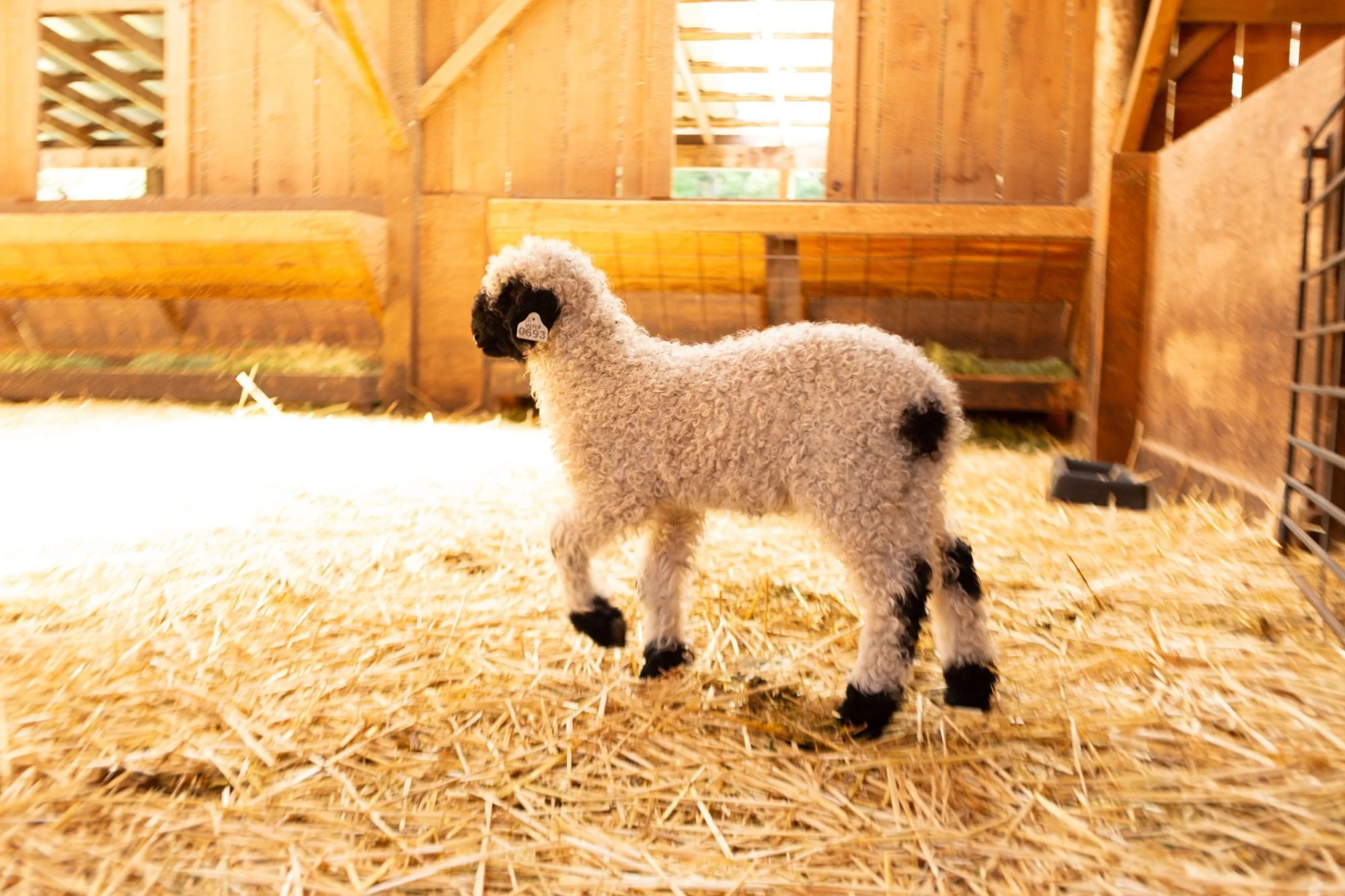 869_Francesca_Ewe-Lamb_PV_2026-2.jpg
