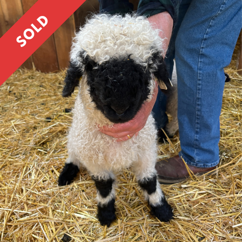 PV Etta 0633-843 - Ewe, 2025