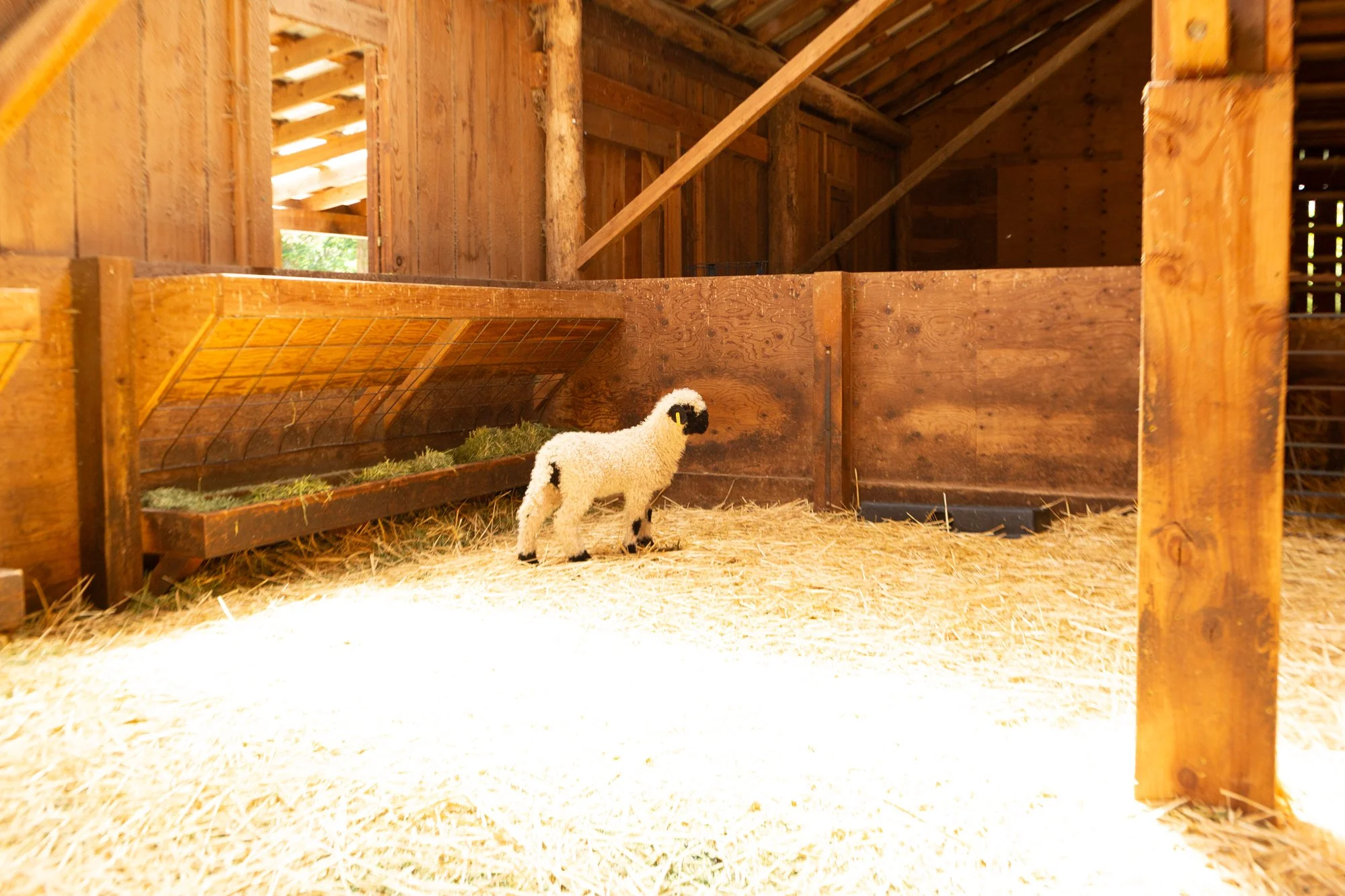 868_Flora_Ewe-Lamb_PV_2026-8.jpg