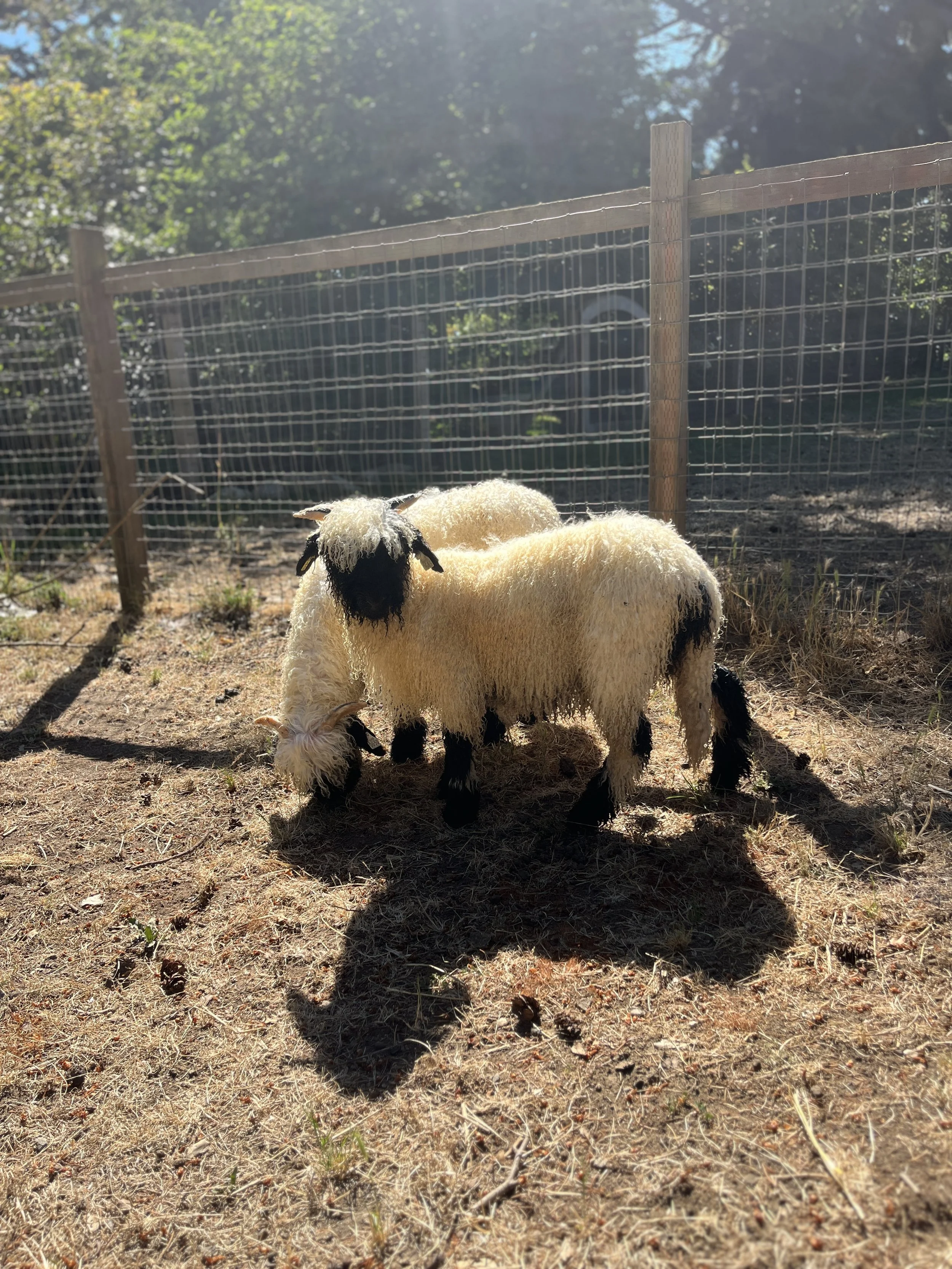 849_PV_Ewe_05.jpg