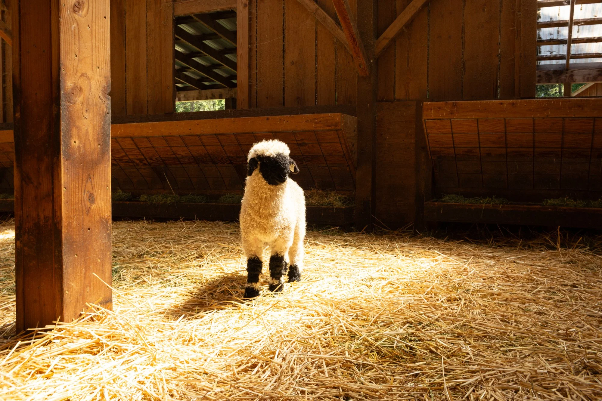 871_Frida_Ewe-Lamb_PV_2026-4.jpg