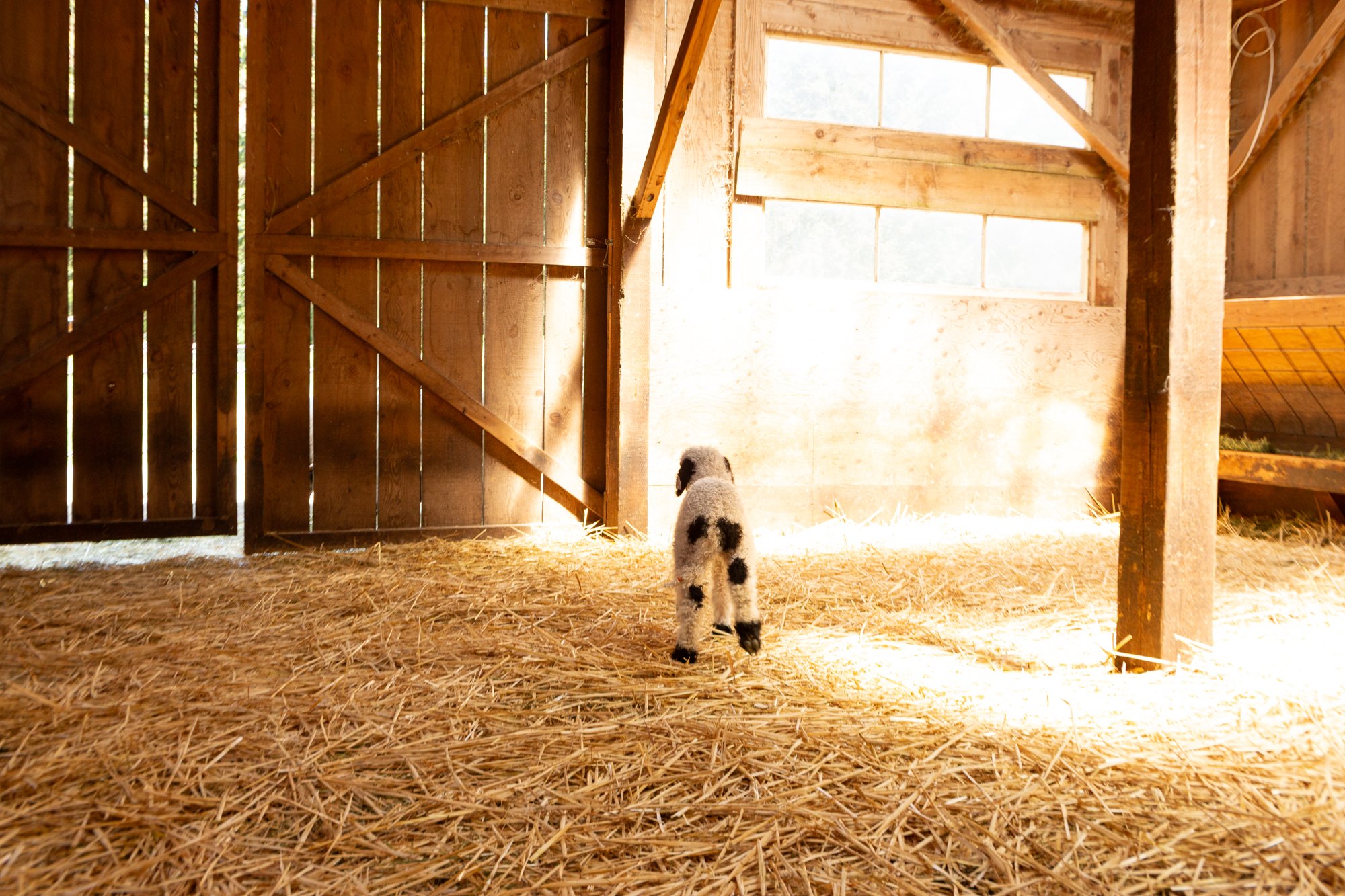 875_Fanny_Ewe-Lamb_PV_2026-4.jpg