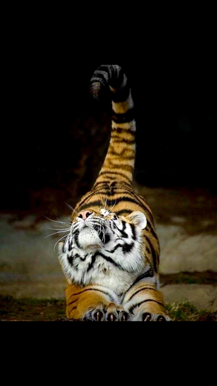 Pandiculation