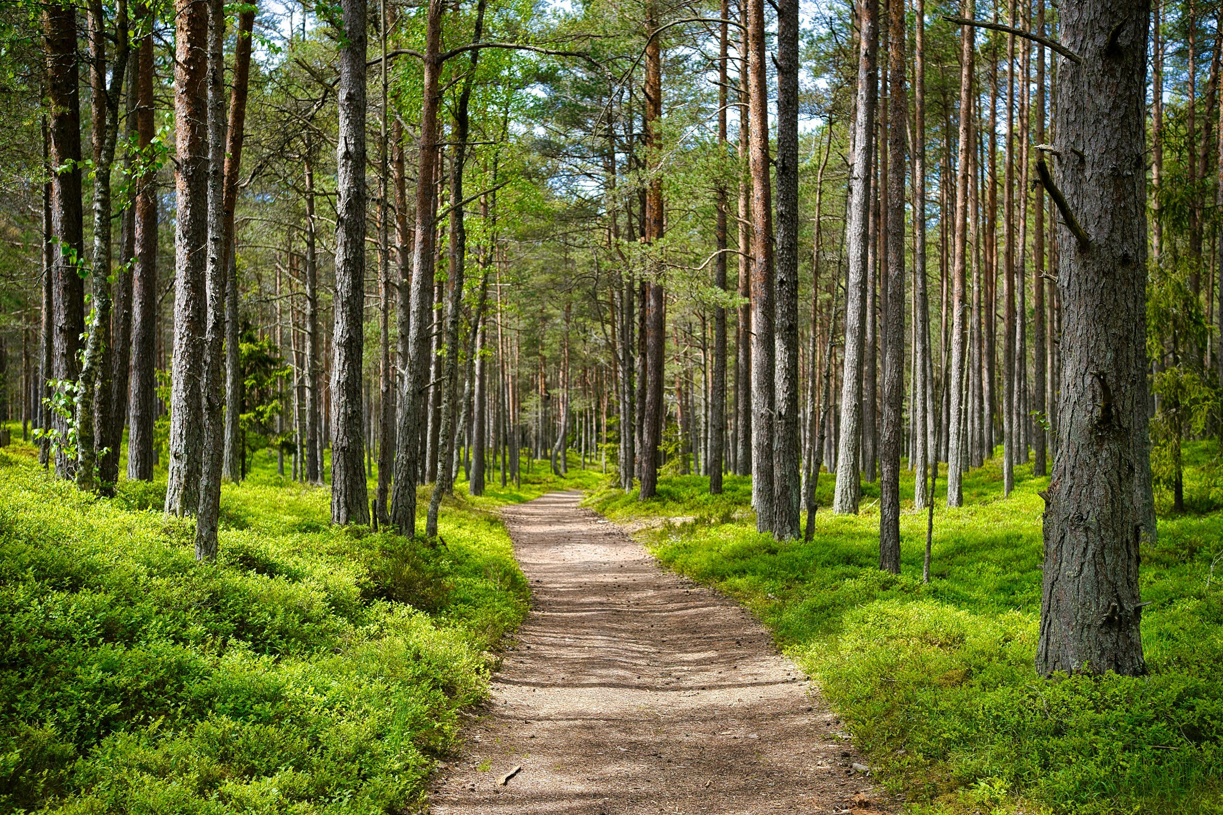 Path through wooded, green forest